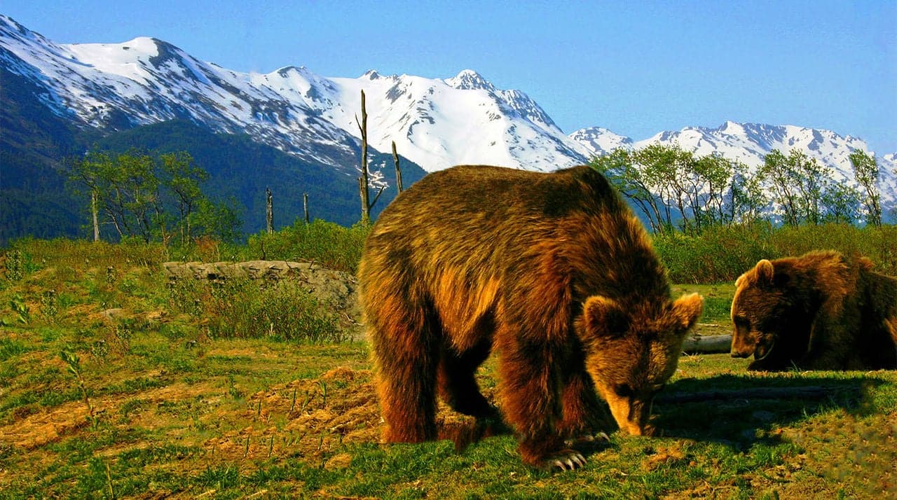 Alaskan Brown bears at the 200 acre Alaska Wildlife Conservation Center near Portage on the Anchorage Seward Highway with the snow covered Chugach Mountains seen in the background.