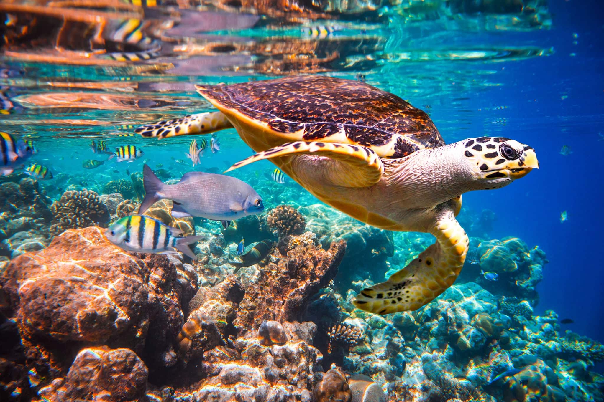 Tortuga Hawksbill - Eretmochelys imbricata flota bajo el agua.