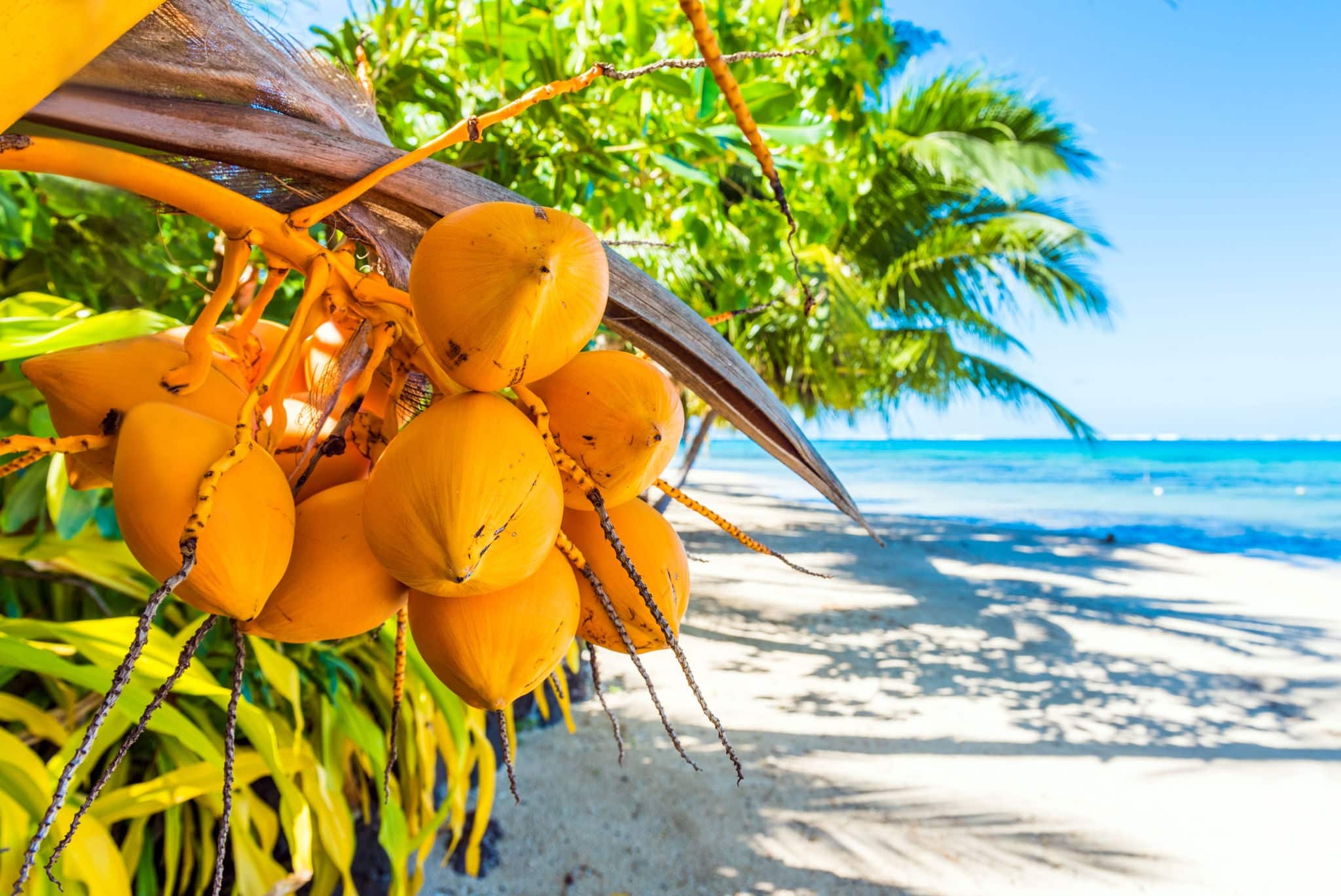 Coconuts on a palm tree in the lagoon Huahine, French Polynesia. Close-up. With selective focus