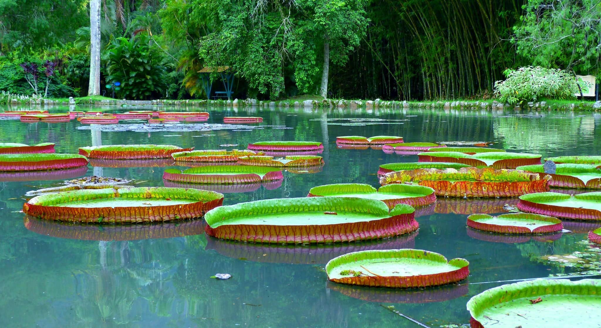 Botanical garden, Rio de Janeiro