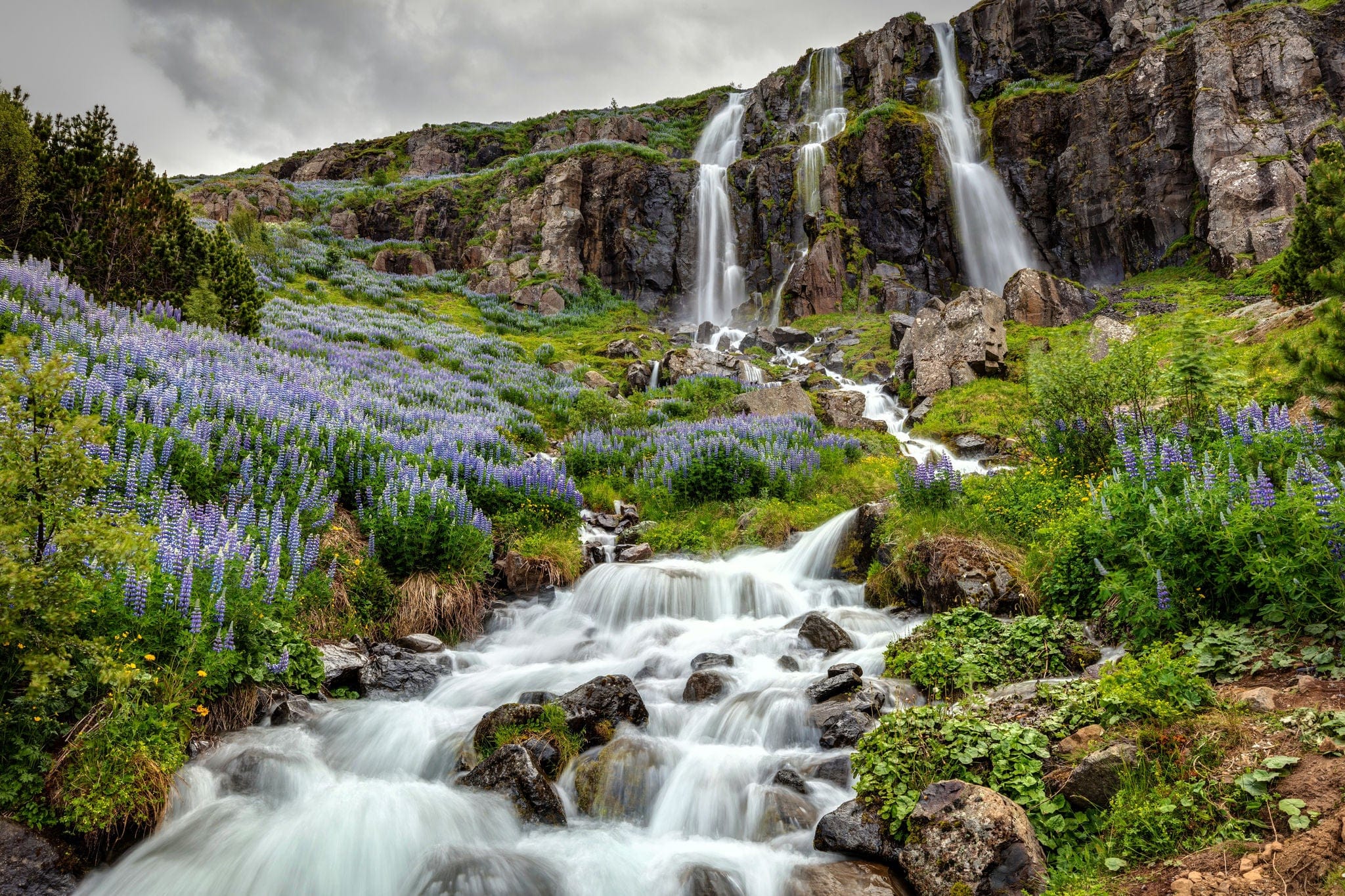 The Waterfall with lupine flowers In the town of Seydisfjordur Iceland