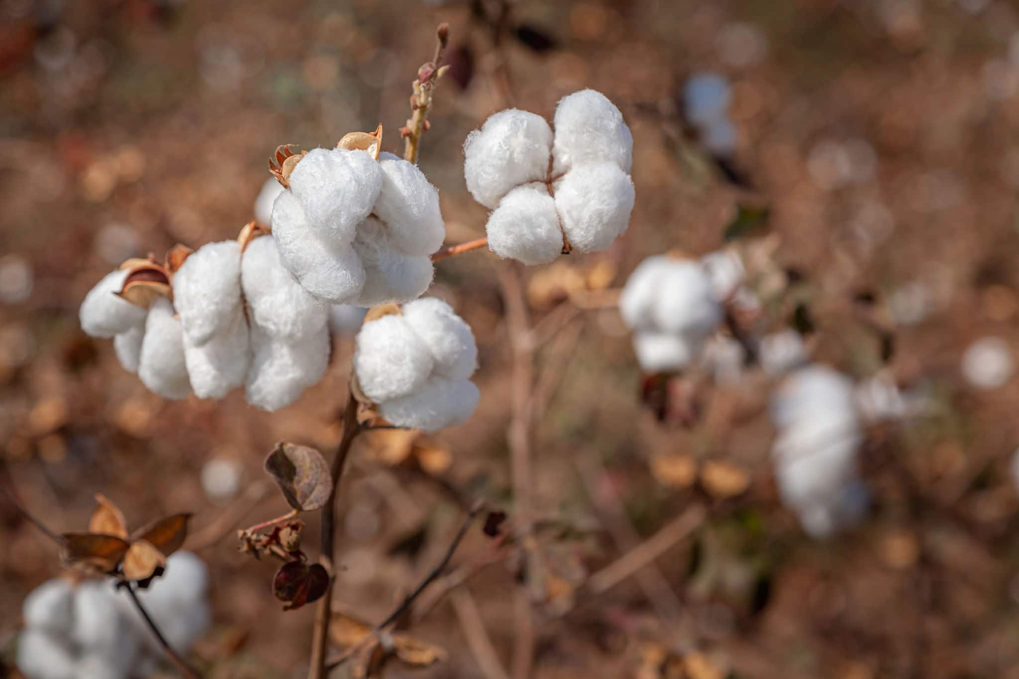 Close-up of  cotton bolls on branch india