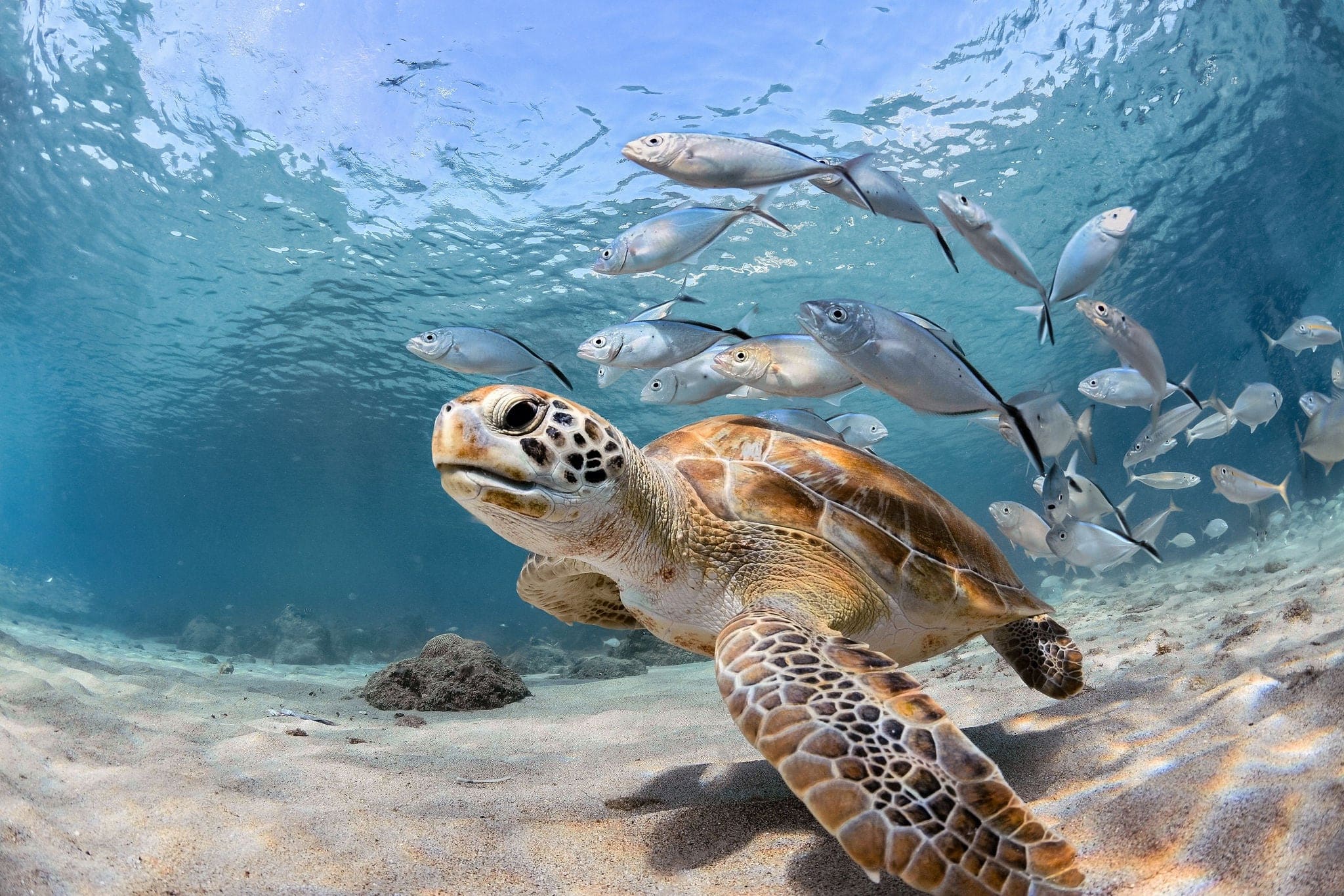 VERY BEAUTIFUL SEA TURTLE IN OCEAN OF MALDIVES
