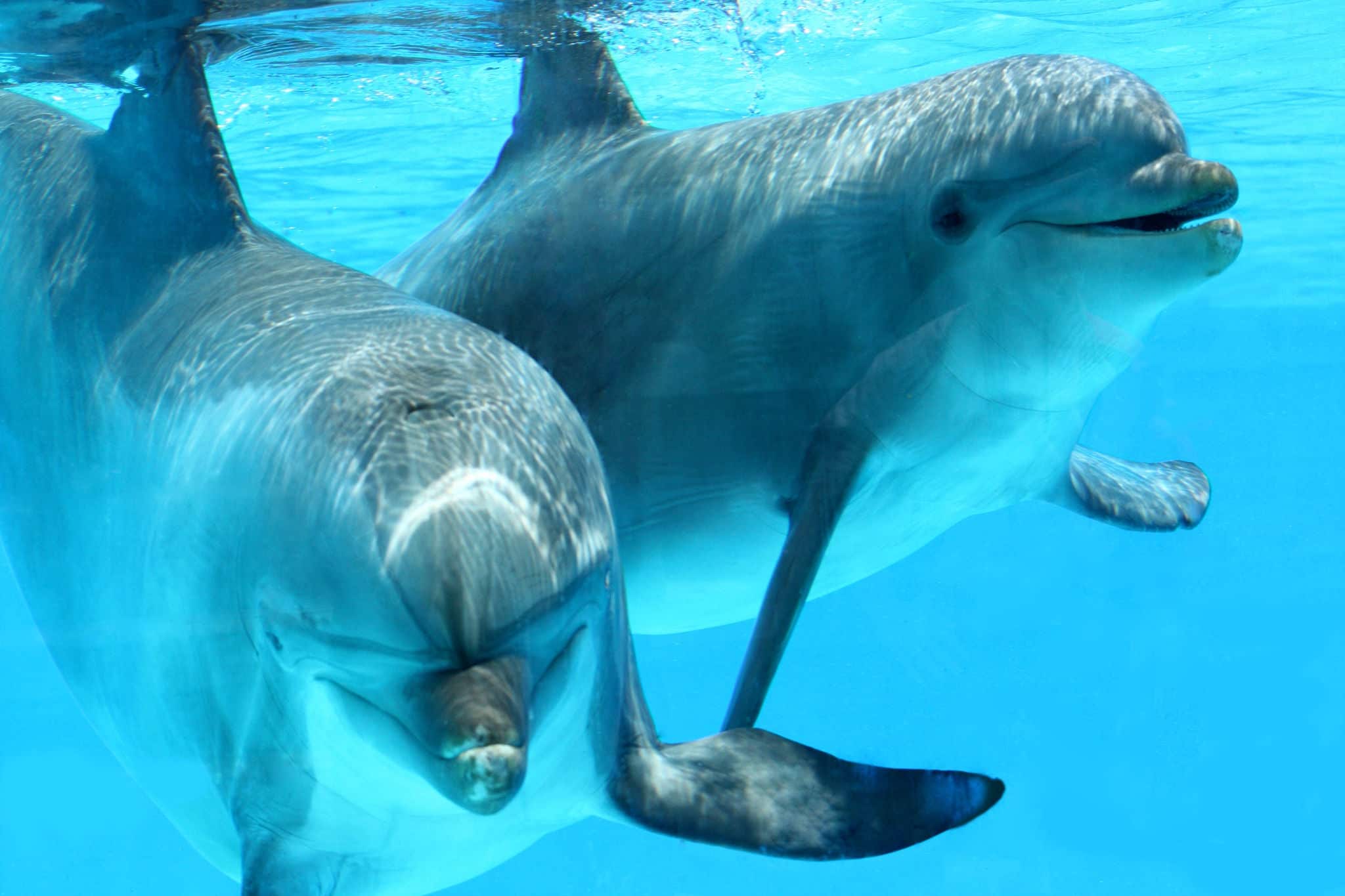 Ocean Life - Couple of dolphins swimming in the blue water.