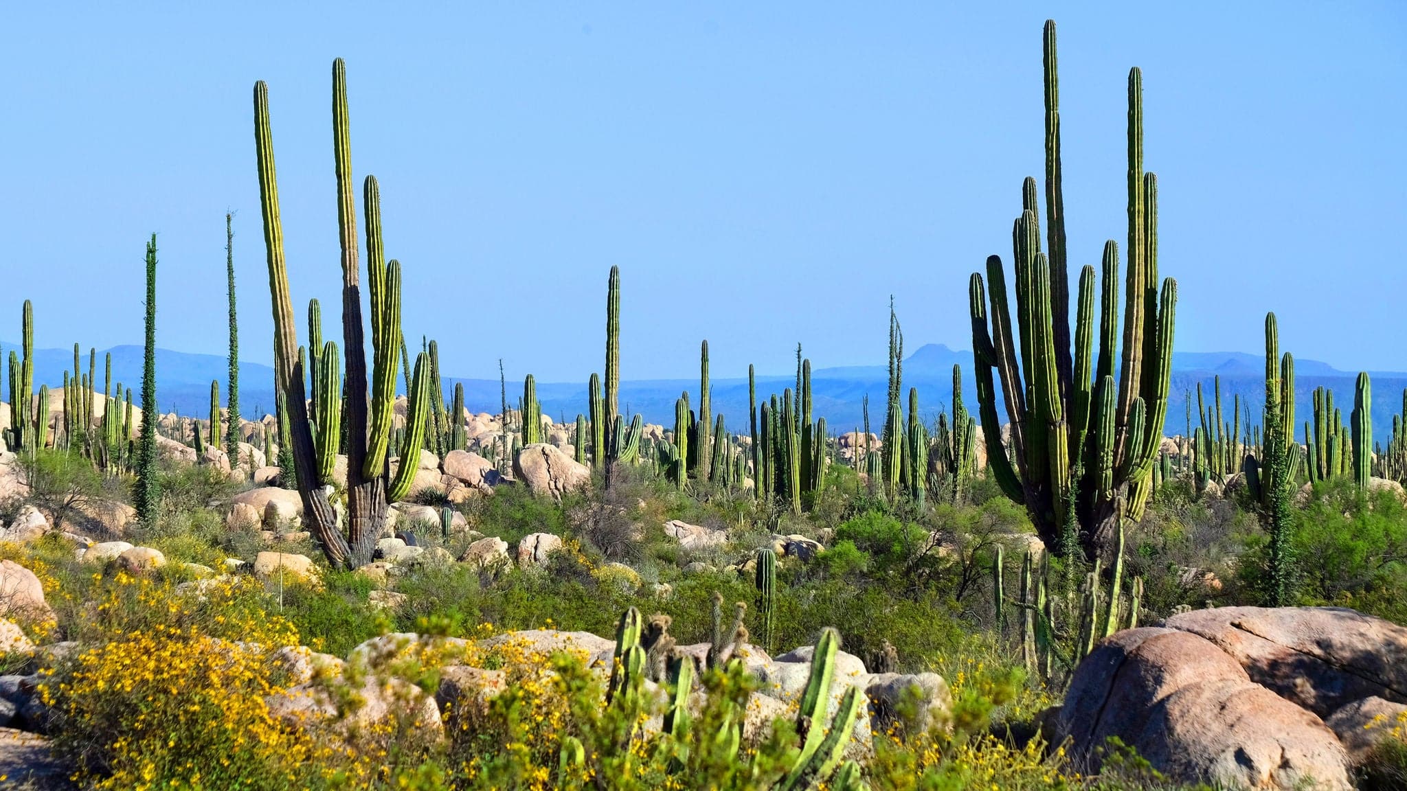 Cactus valley in Baja California, Mexico