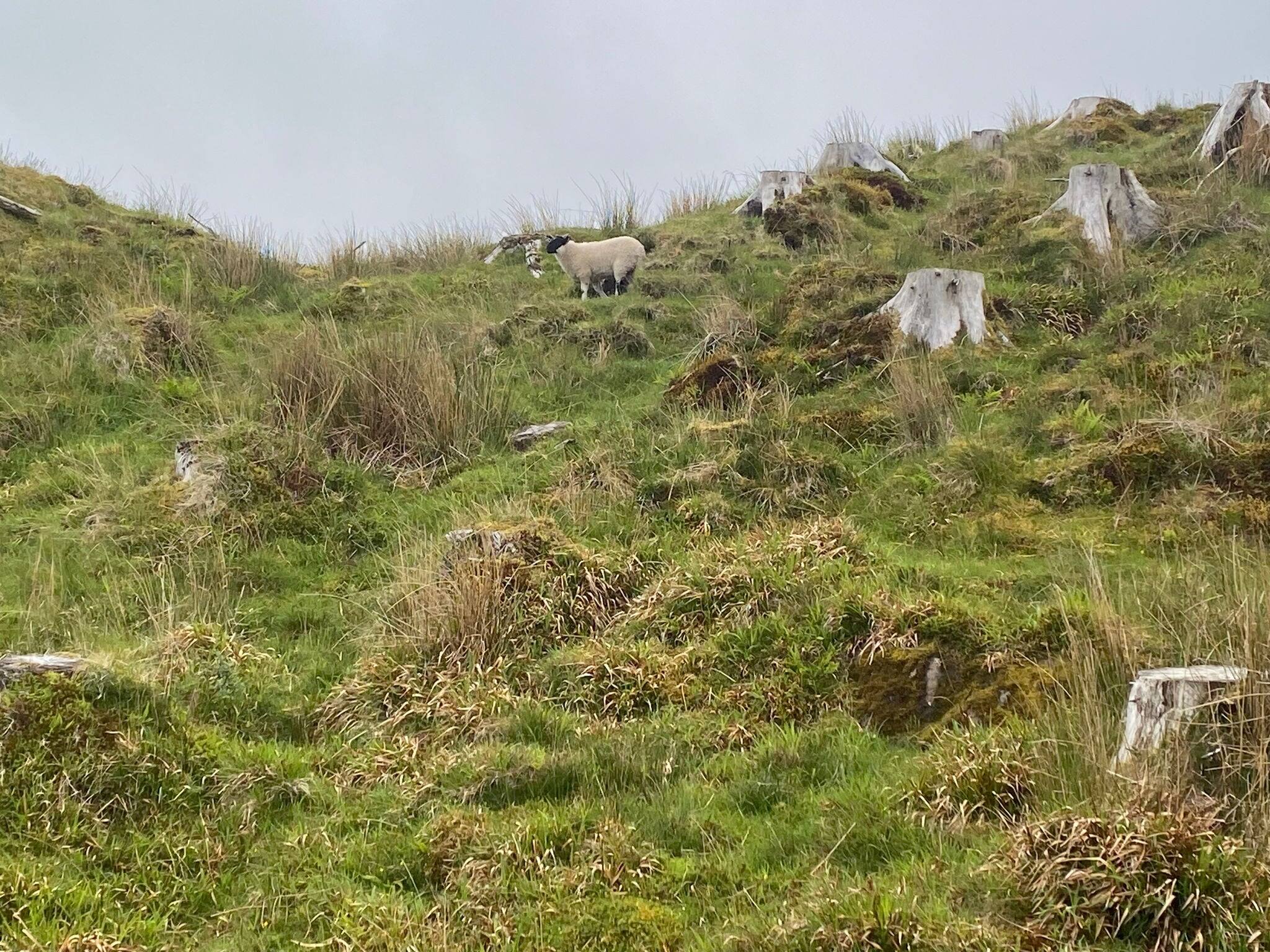 Sheep on the Slopes of Ben Tianavaig, Portree, Isle of Skye