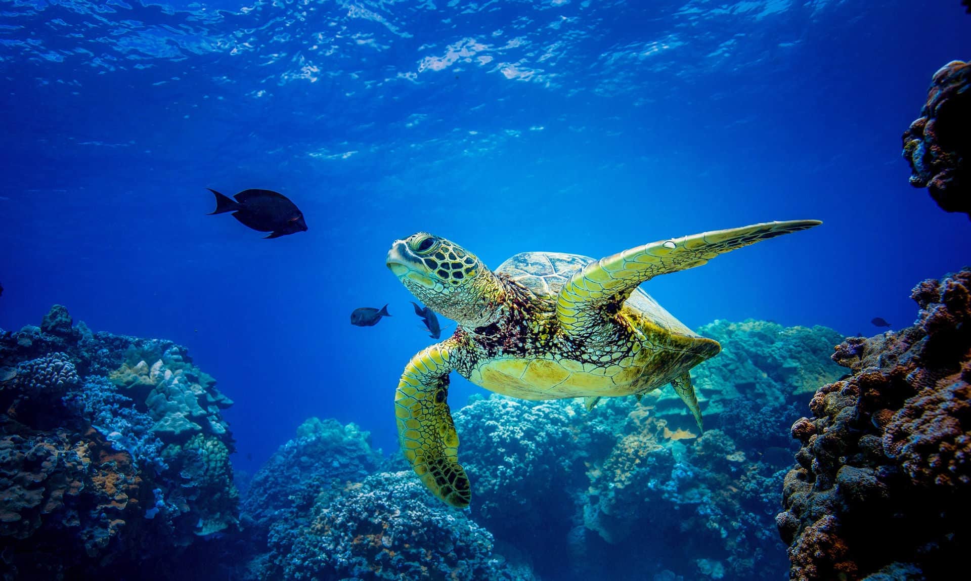 Turtle