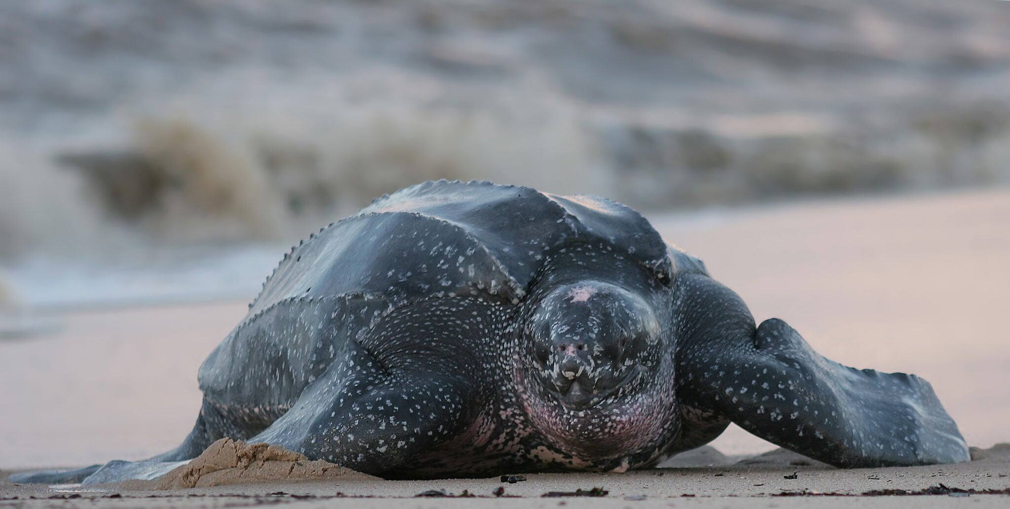 leatherback sea turtle crawling up the beach to complete the nesting process