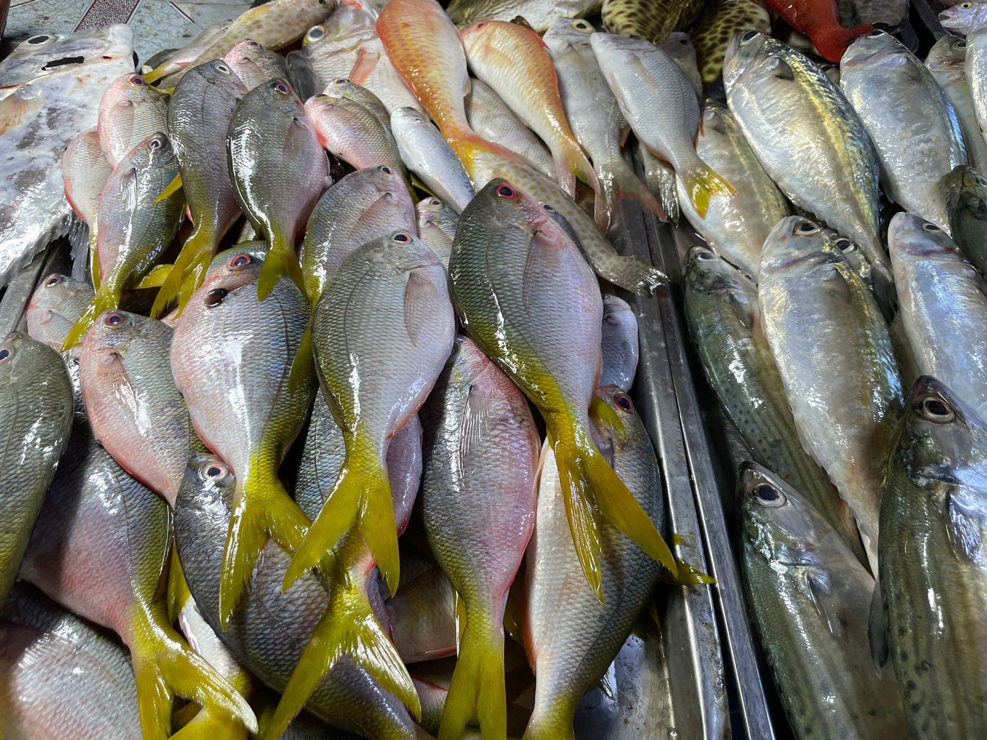 A Philippine fish called Fusilier on the left and Island Mackerel on the right, Fresh fish from the Market Coron Palawan Philippines.