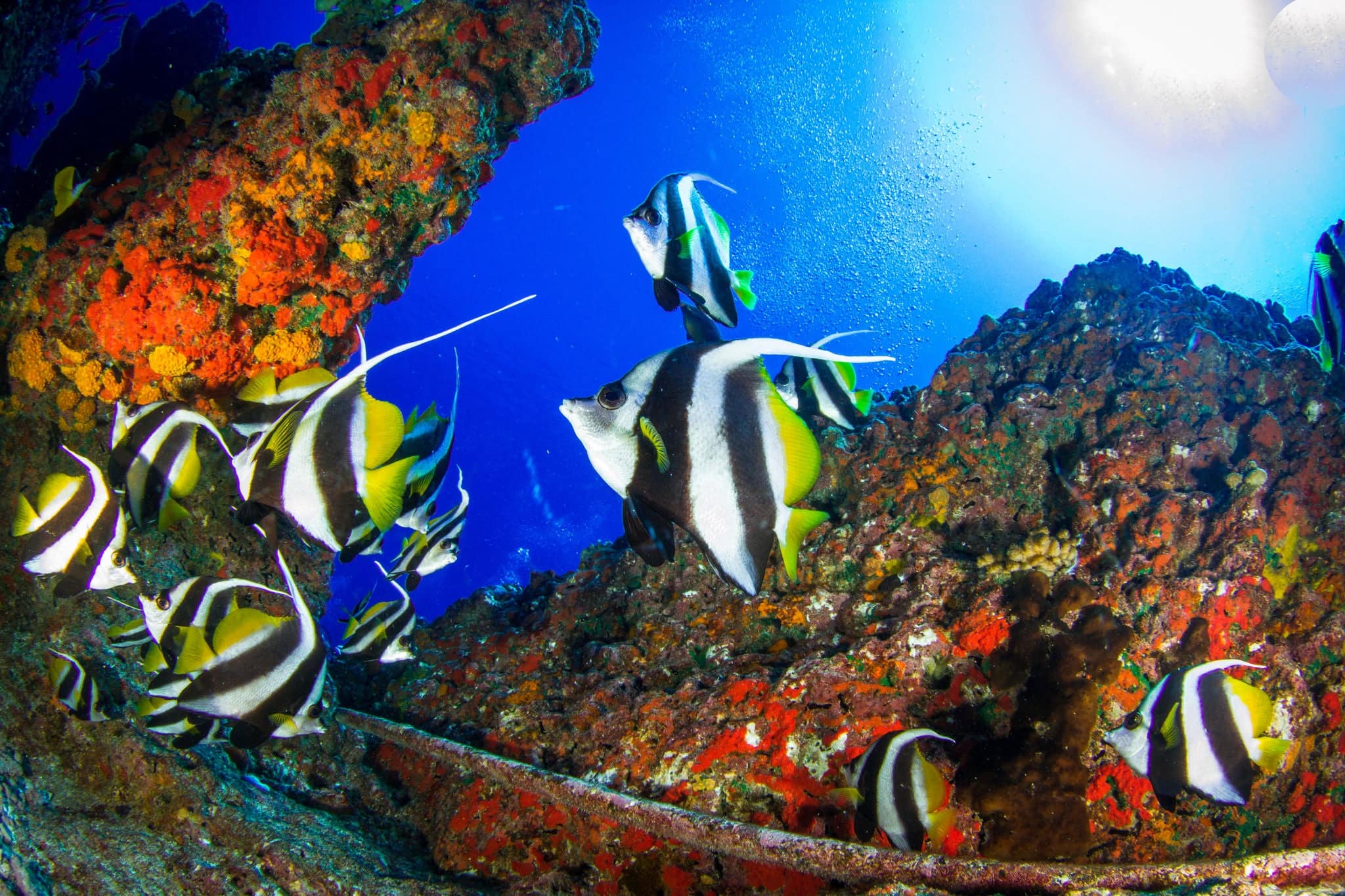Big school of Bannerfishes (Heniochus diphreutes). Banner fish in the small canyon. Rangiroa, French Polynesia.