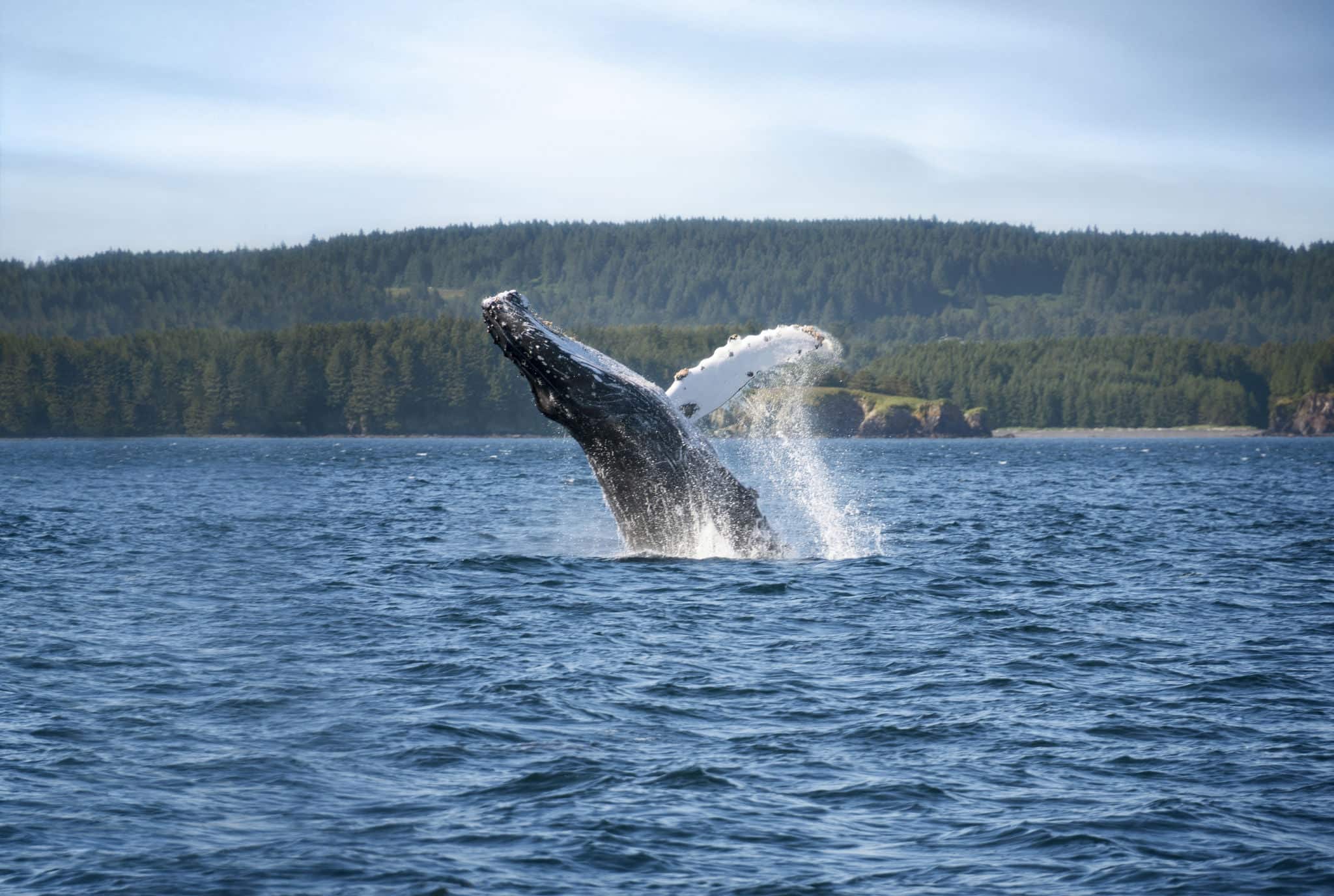 Agua jorobada de la ballena en Kodiak Alaska