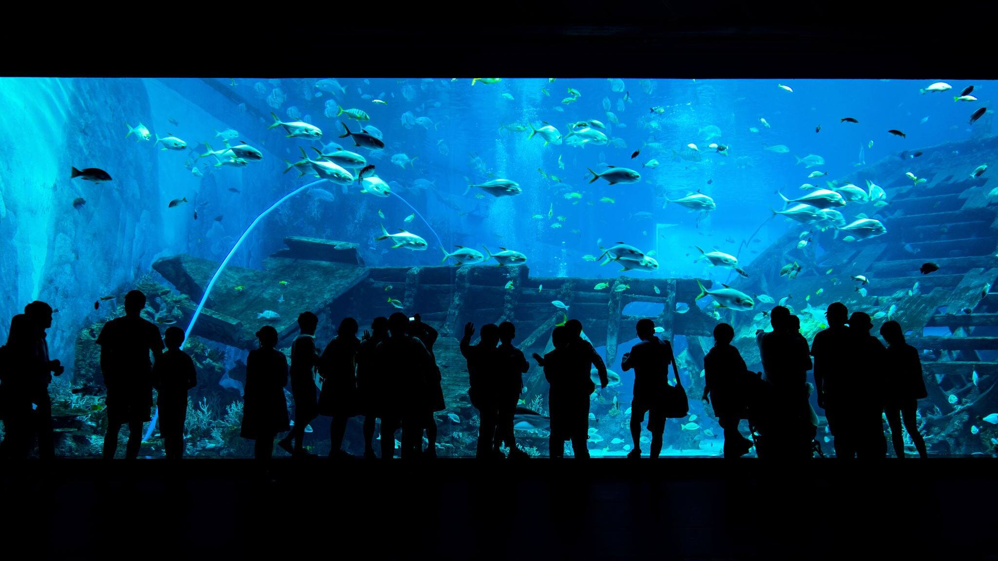 Bigest aquarium with silhouettes of people