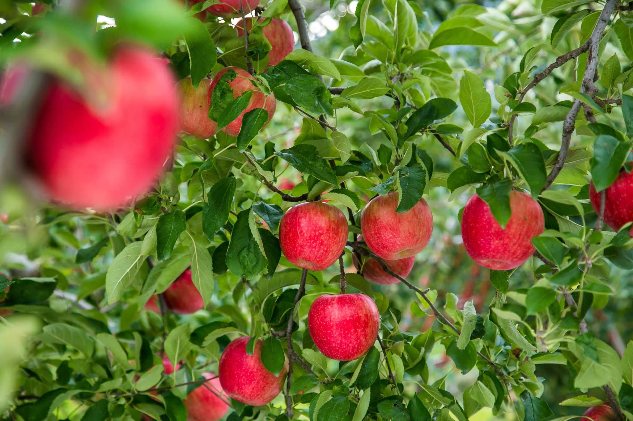Garden Apple In orchard at Japan