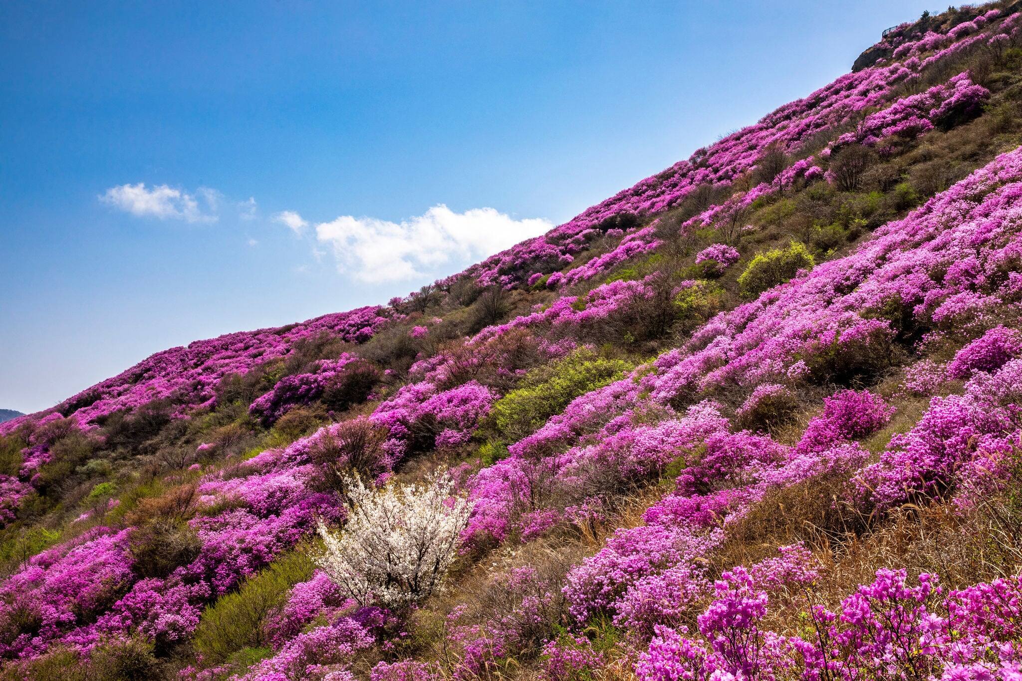 Pink azalea habitat and a trees with white flower on the hill of Yeongchwisan Mt near Yeosu-si, South Korea