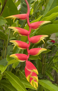 Puerto Chiapas, Mexico