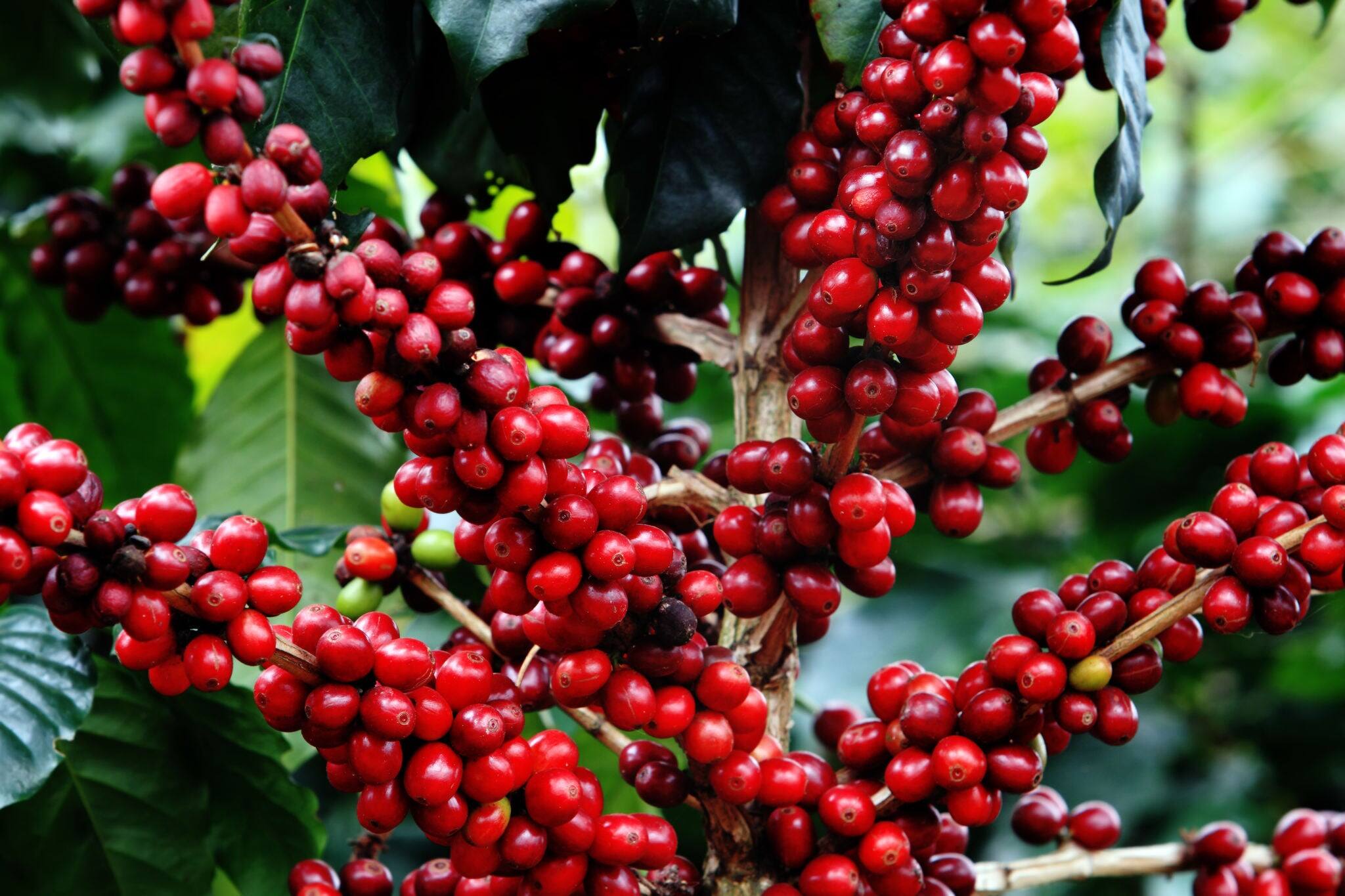 coffee bean on tree