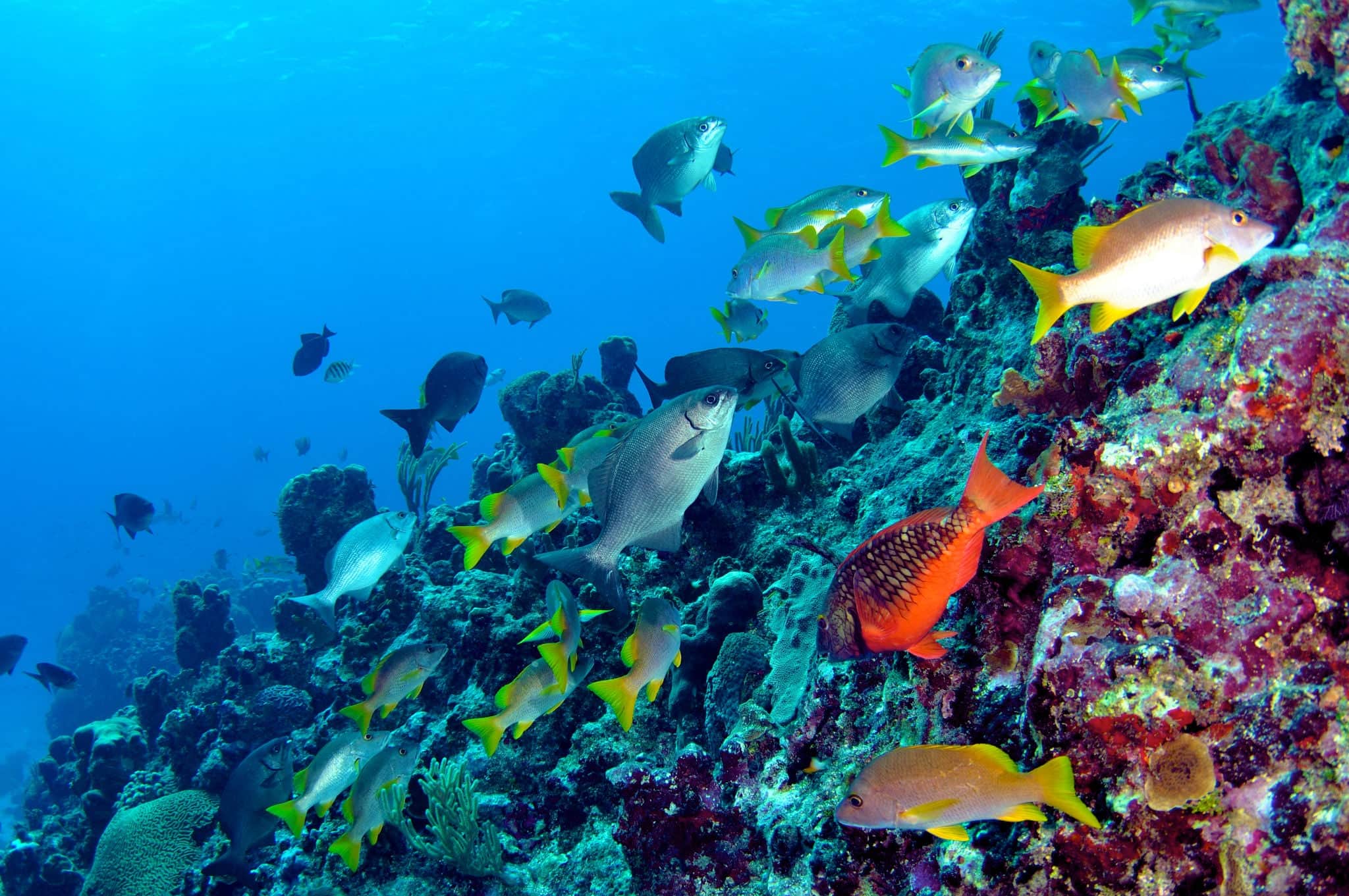 Coral Reef