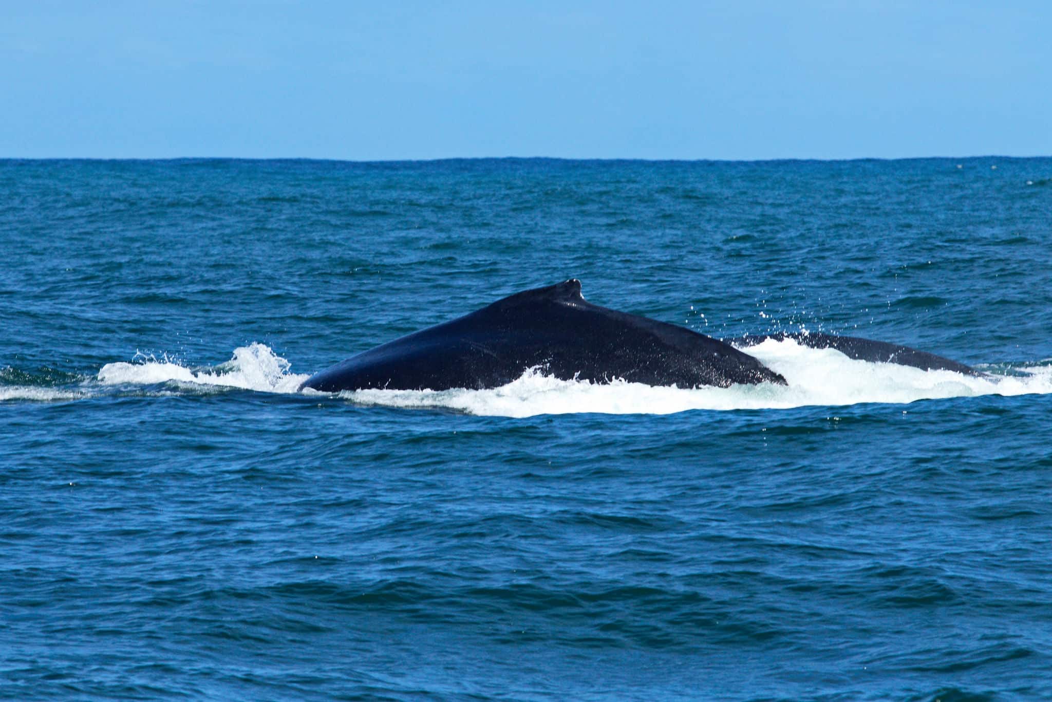Mother and calf humpback whale surface in nelson Mandela Bay in high rough seas