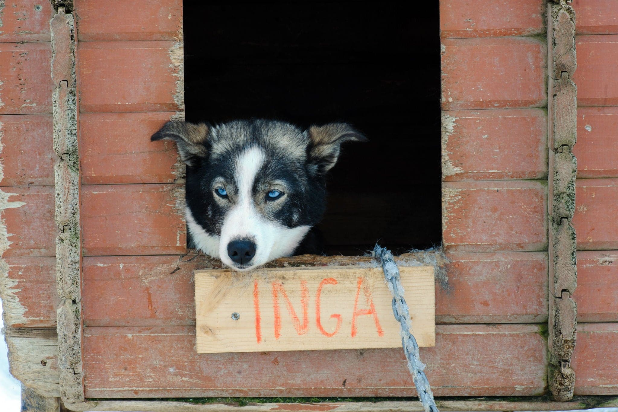 Portrait of husky dog, Tromso, Norway