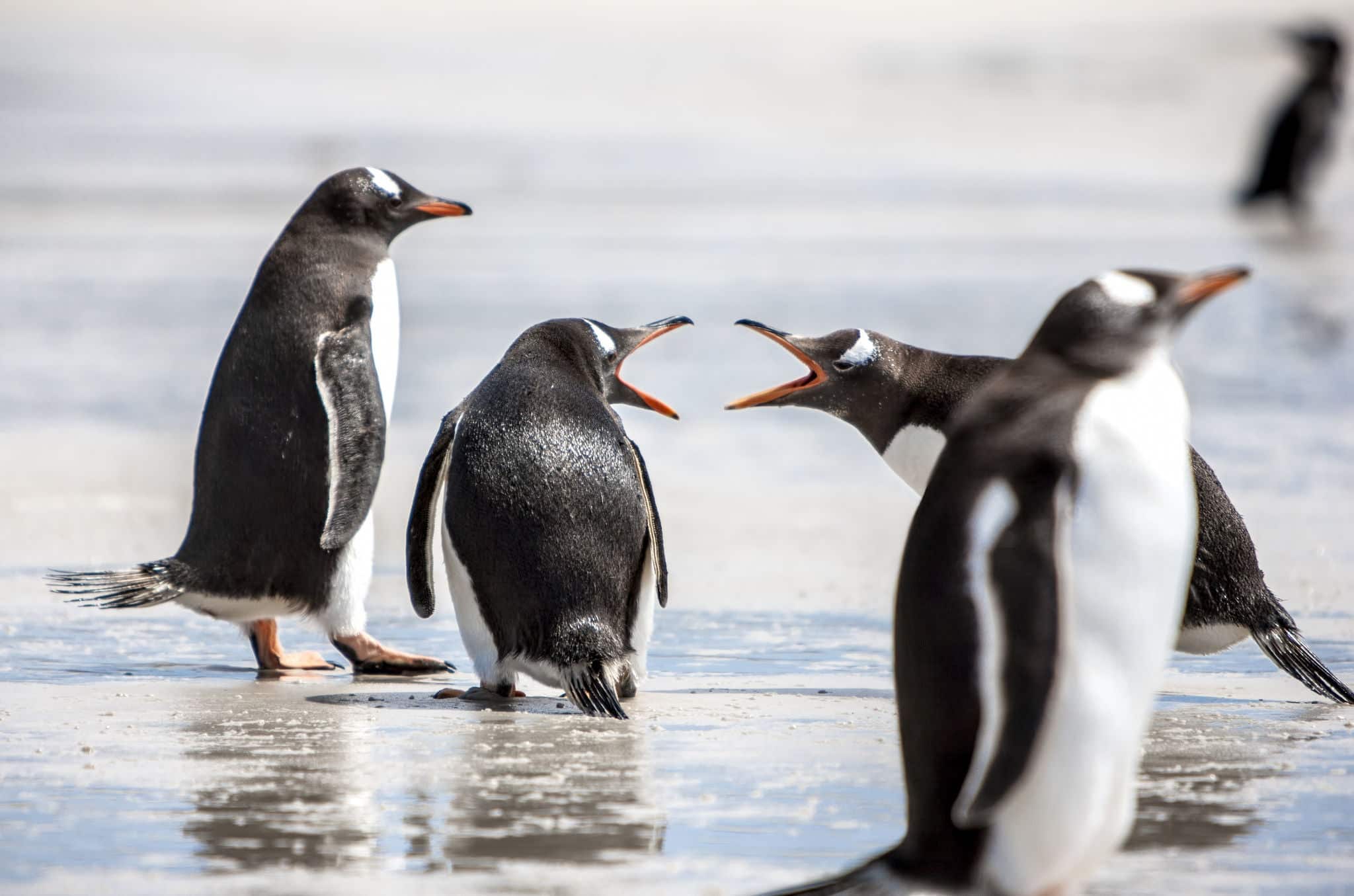 Two penguins seem to discuss on the beach. The first argues strongly, the second does not seem to care while the third is wise and above this.