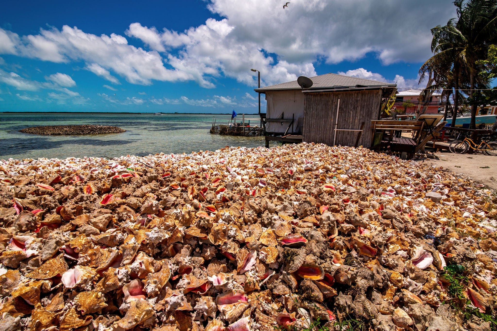 Bimini Islands, Bahamas - May 31, 2019: Discarded conch shells outside a conch stand on North Bimini island.
