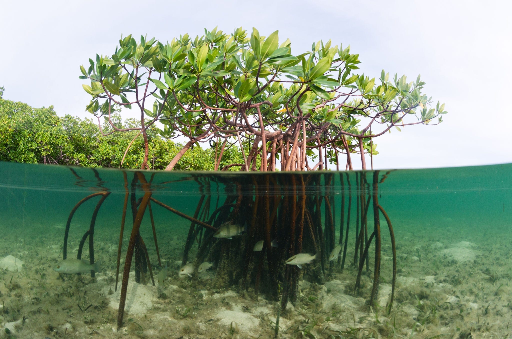 A beautiful over-under image of a mangrove system in the Bahamas