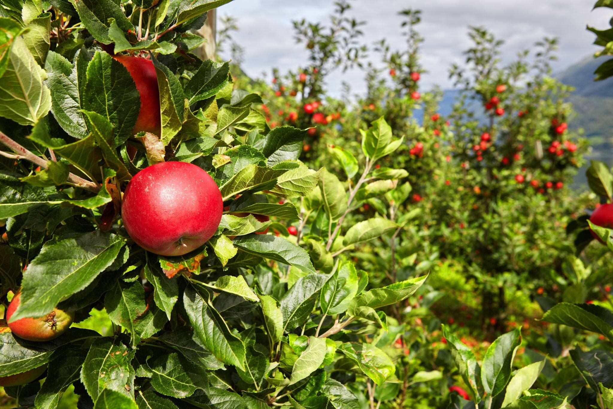 Apple in an apple orchard in Norway