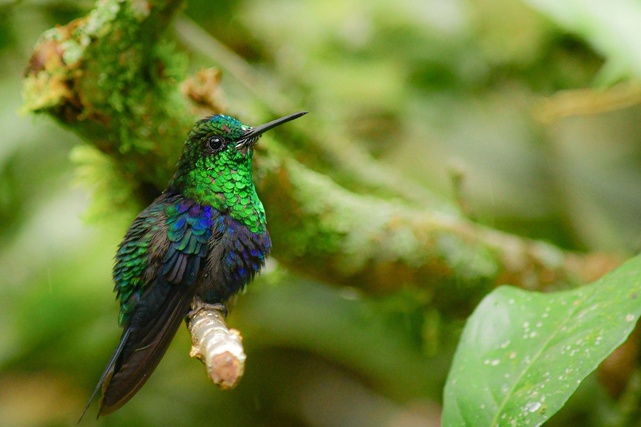 Hummingbirds from Chocó Andino Biosphere Reserve located near from capital city Quito, Ecuador