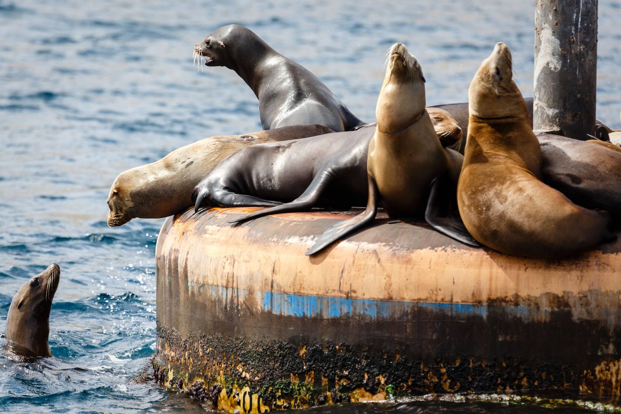 Bunch of sea lions male and female sea lions, zalophnus californianus, off Catalina Island California massed on piling at base of a channel  marker near Catalina Island barking to another in the water