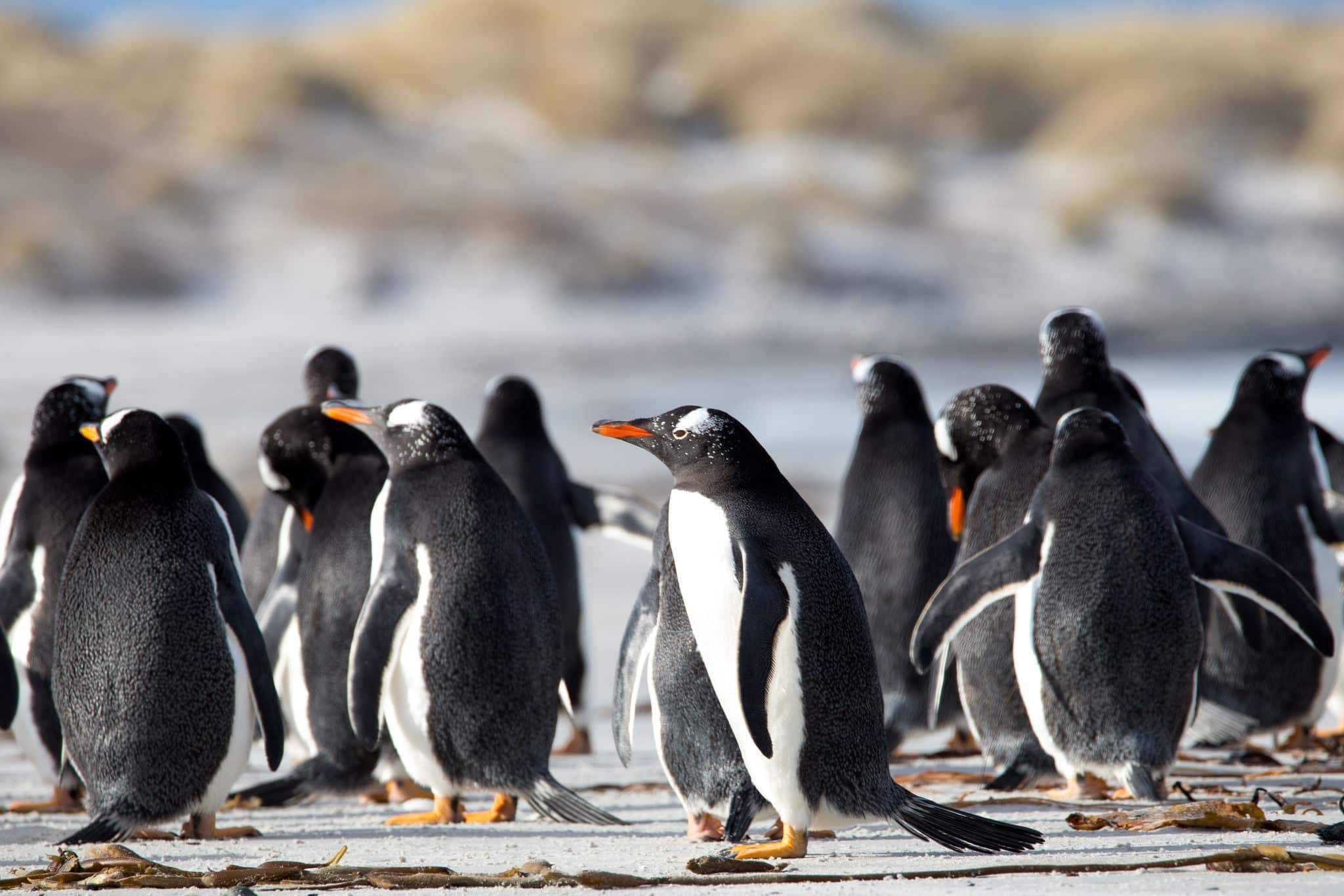 Group of Gentoo Penguin (Pygoscelis papua) together on a beach. Falkland Islands.