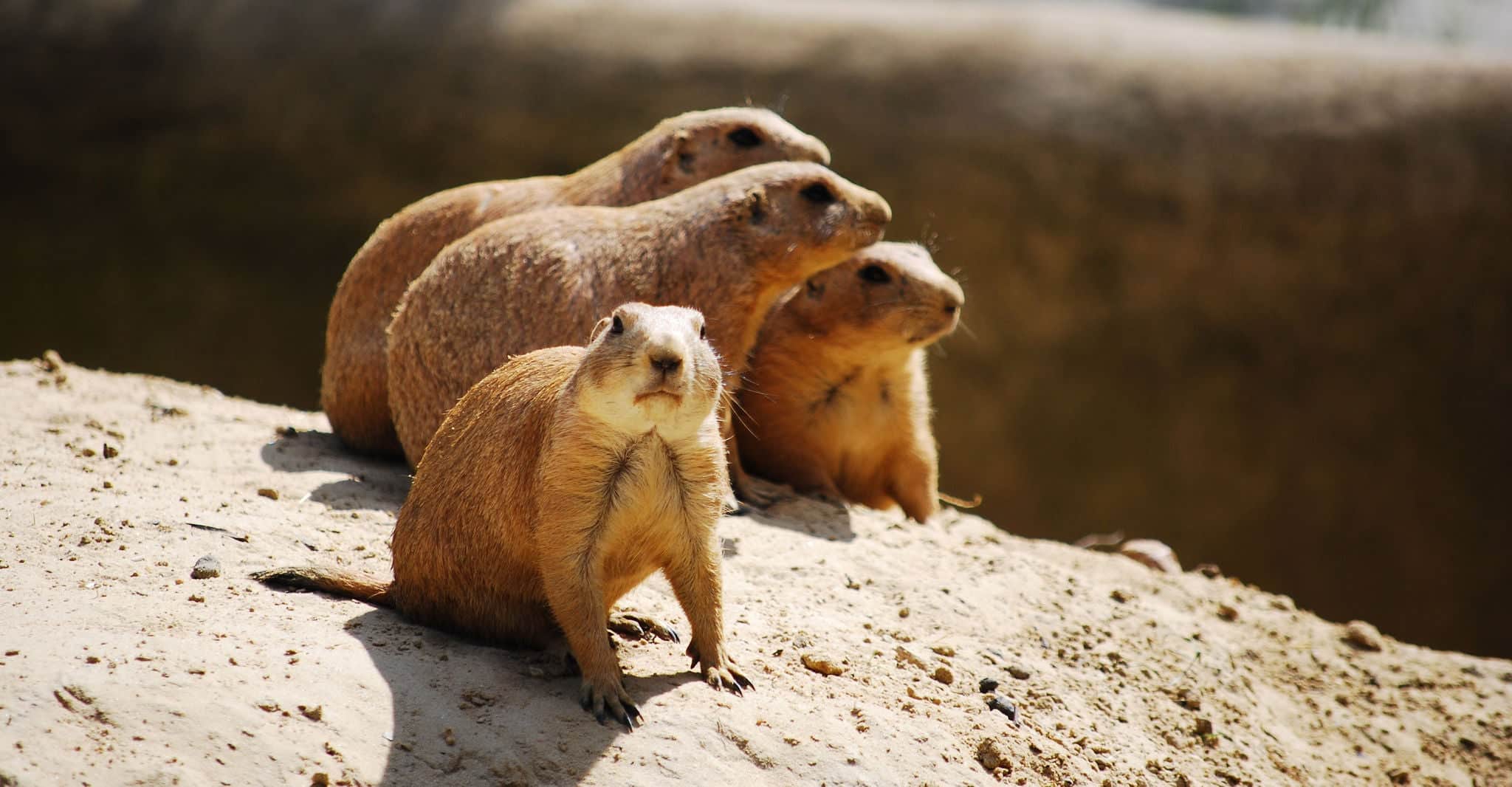 Prairie dogs