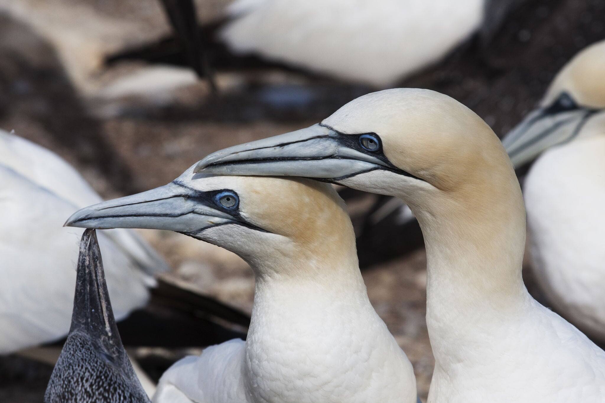 Northern gannet on Bonaventure island in Quebec, Canada, gaspesie