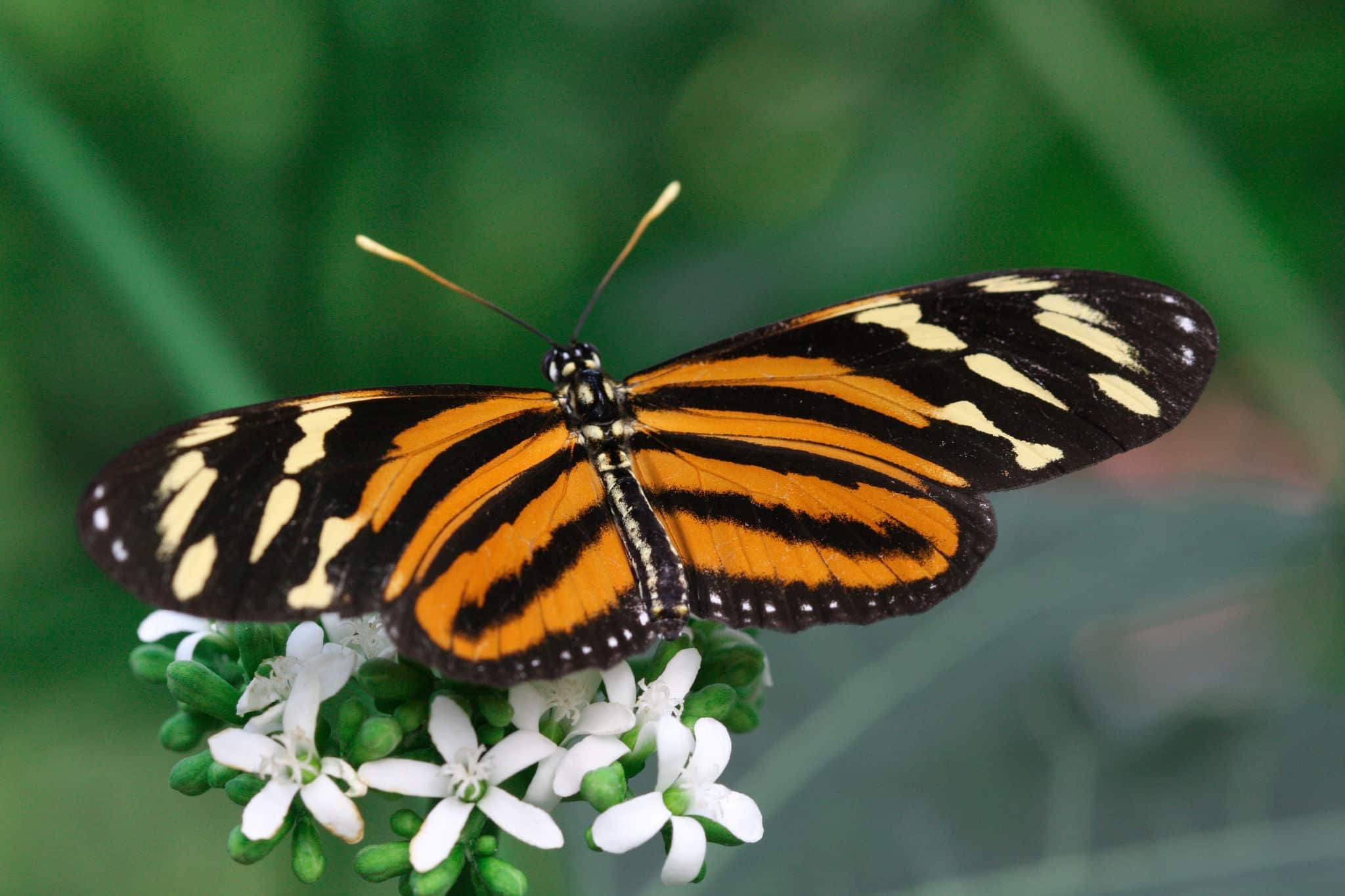 Tiger Longwing  Butterfly