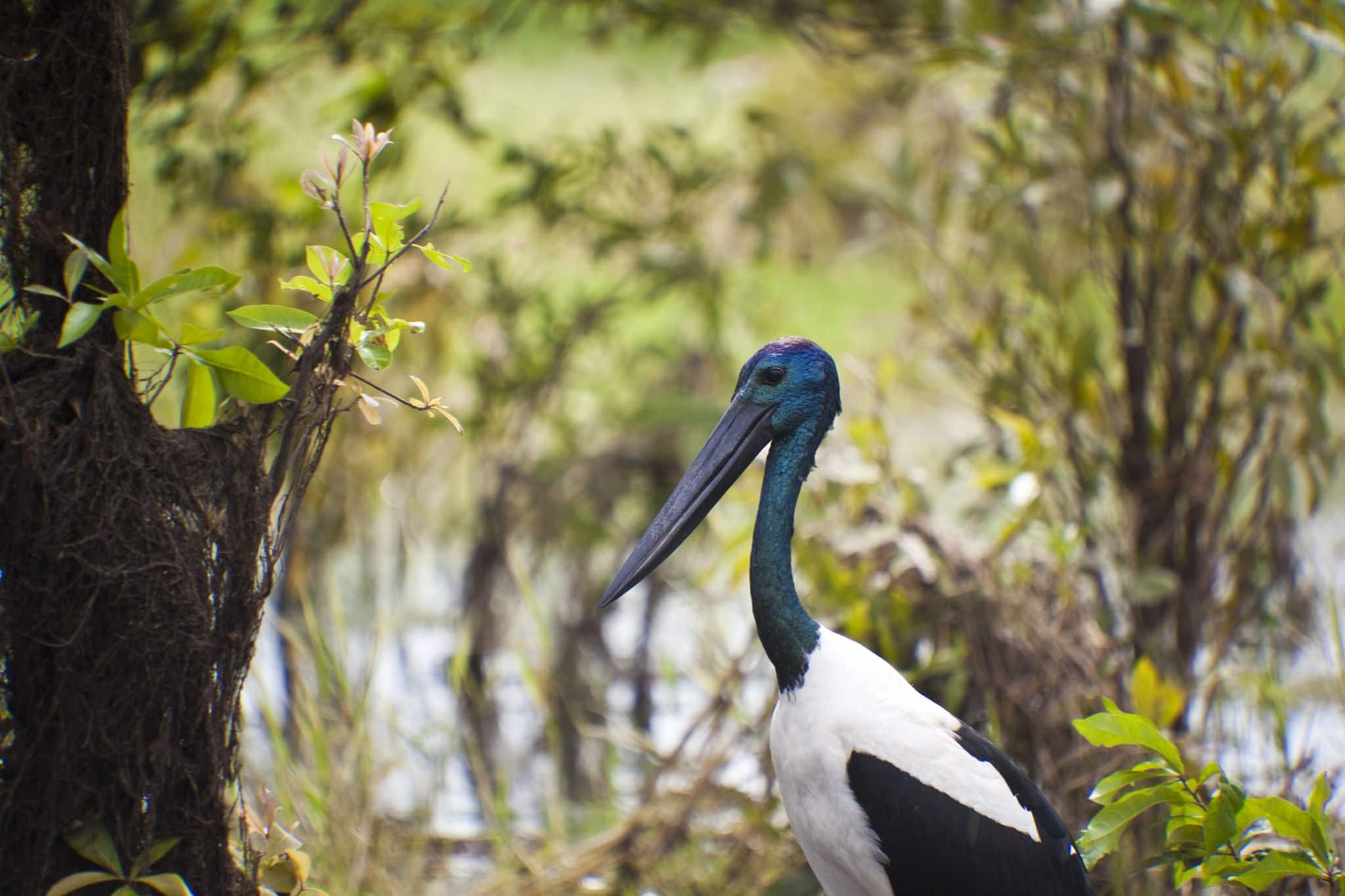 Australian jabiru bird by the Yellow River in Kakadu national park, Australia
