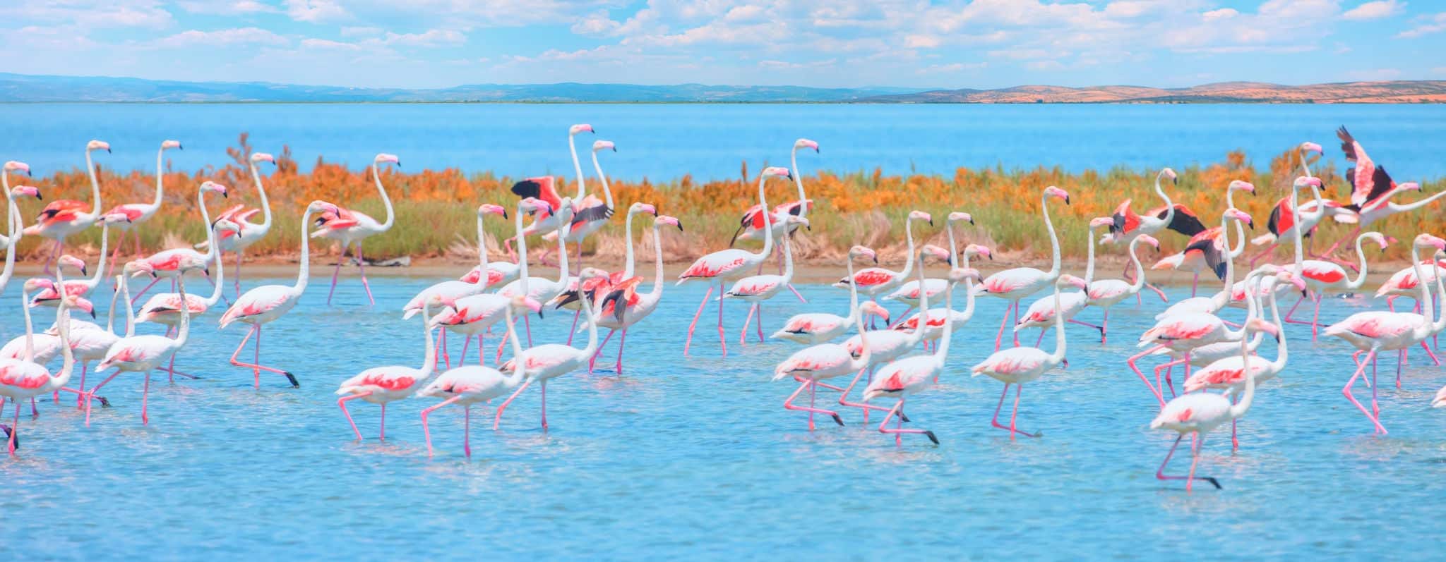 Flock of birds pink flamingo runing on the blue salt lake of Izmir bird paradise - Izmir, Turkey