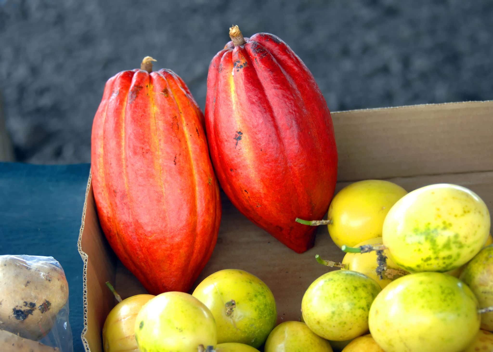 Cocoa fruit sits in cardboard box at Hilo Farmer's Market on the Big Island of Hawaii.  Picked fresh cocoa is oblong and reddish in color.