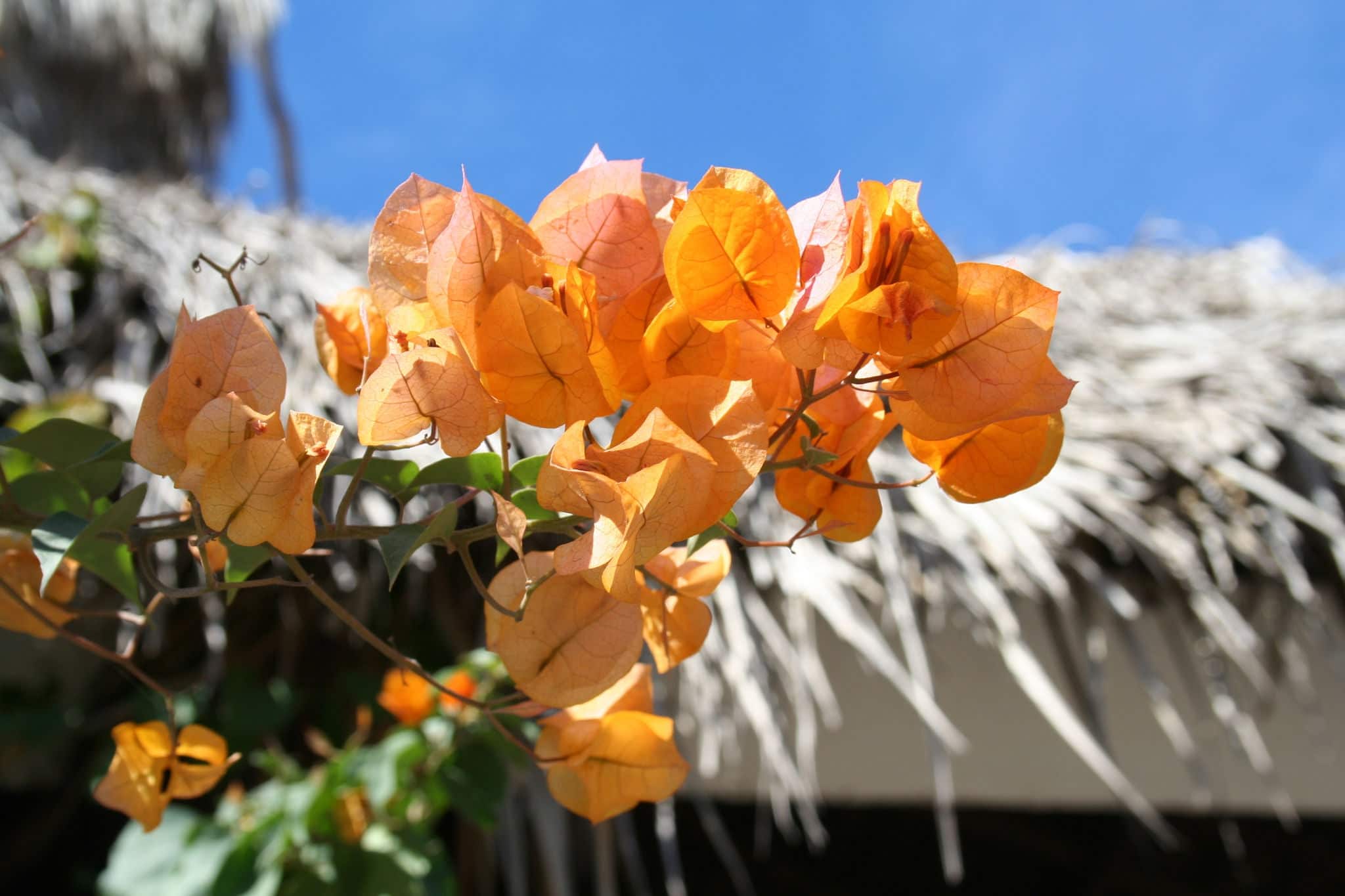Orange Flower