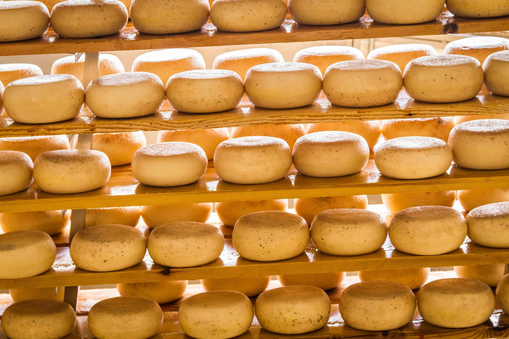 Aged sheep cheese on the shelves