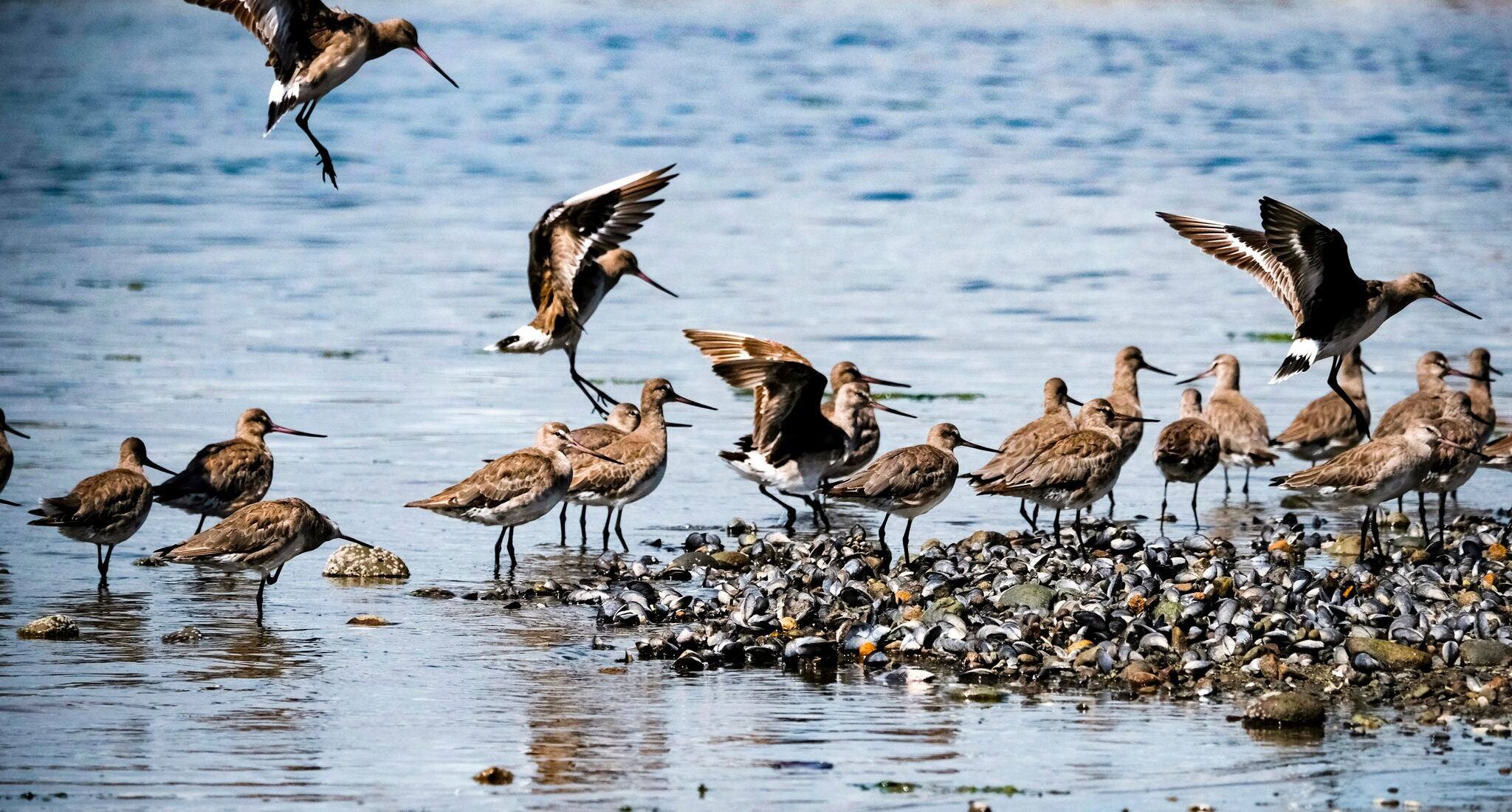 Quemchi, Chiloe Island, Chile - November 25,2019- Capture of a group of birds called curlew. Migratory birds from southern Chile. Birds on beach shore.