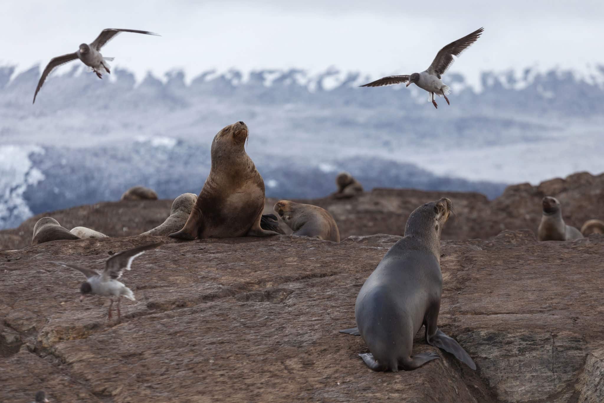 Sea lions in the national park Tierra del Fuego, Patagonia, Arge