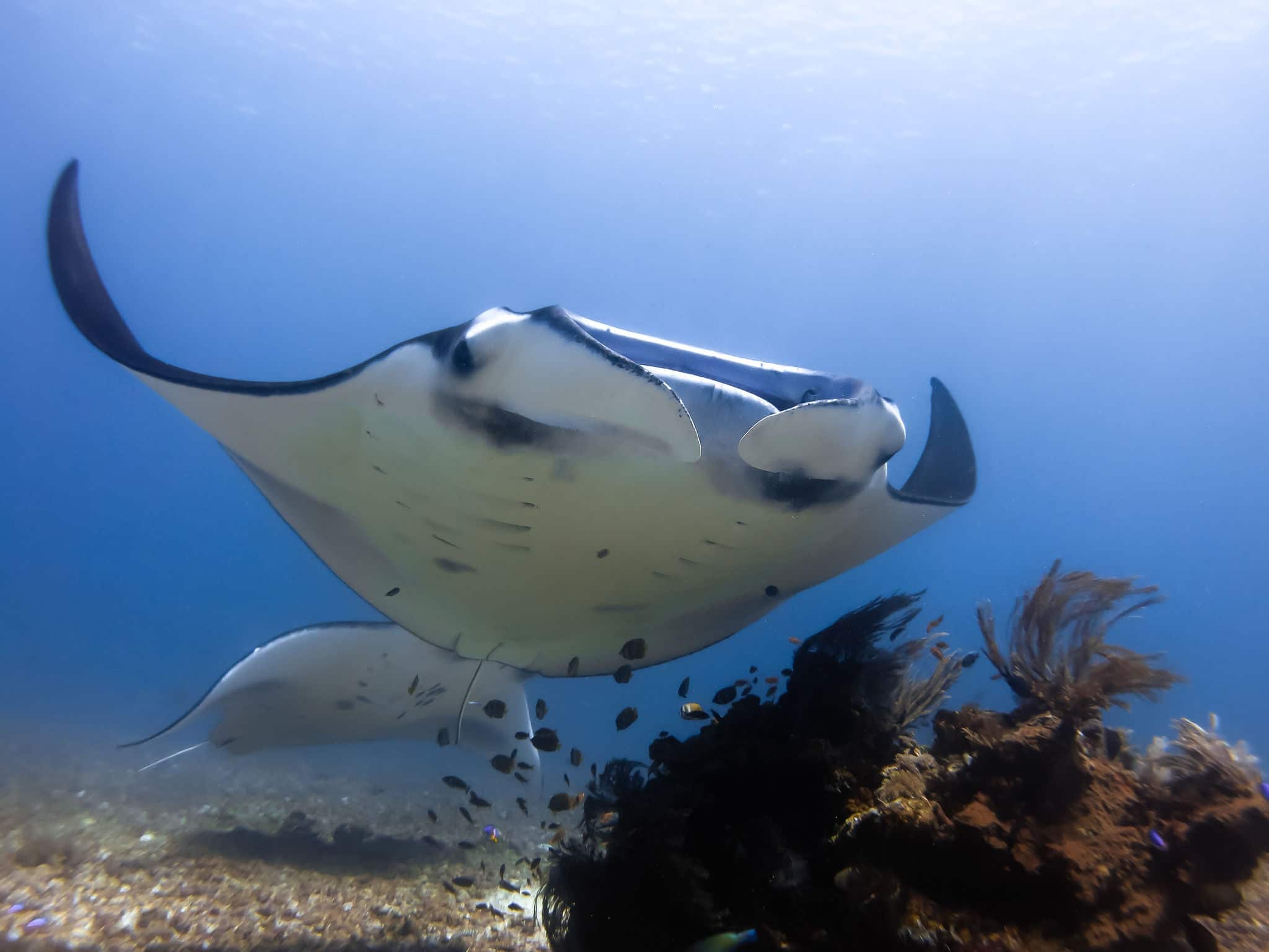 Two dancing Manta Rays - These were originally described as Manta fragilis but were later reclassified as Paramobula fragilis. Manta dance in Komodo. Beuatiful ctitter. Indonesia.