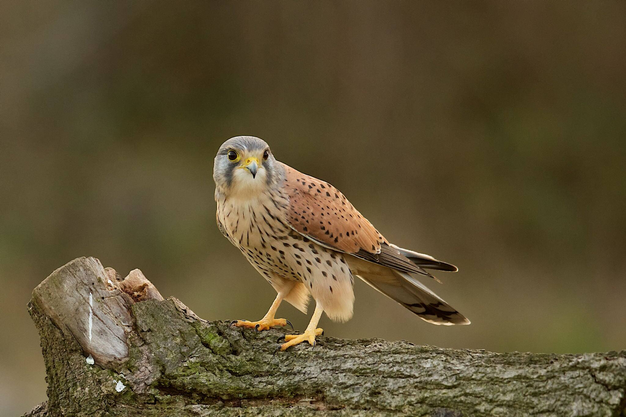 Male Kestrel
