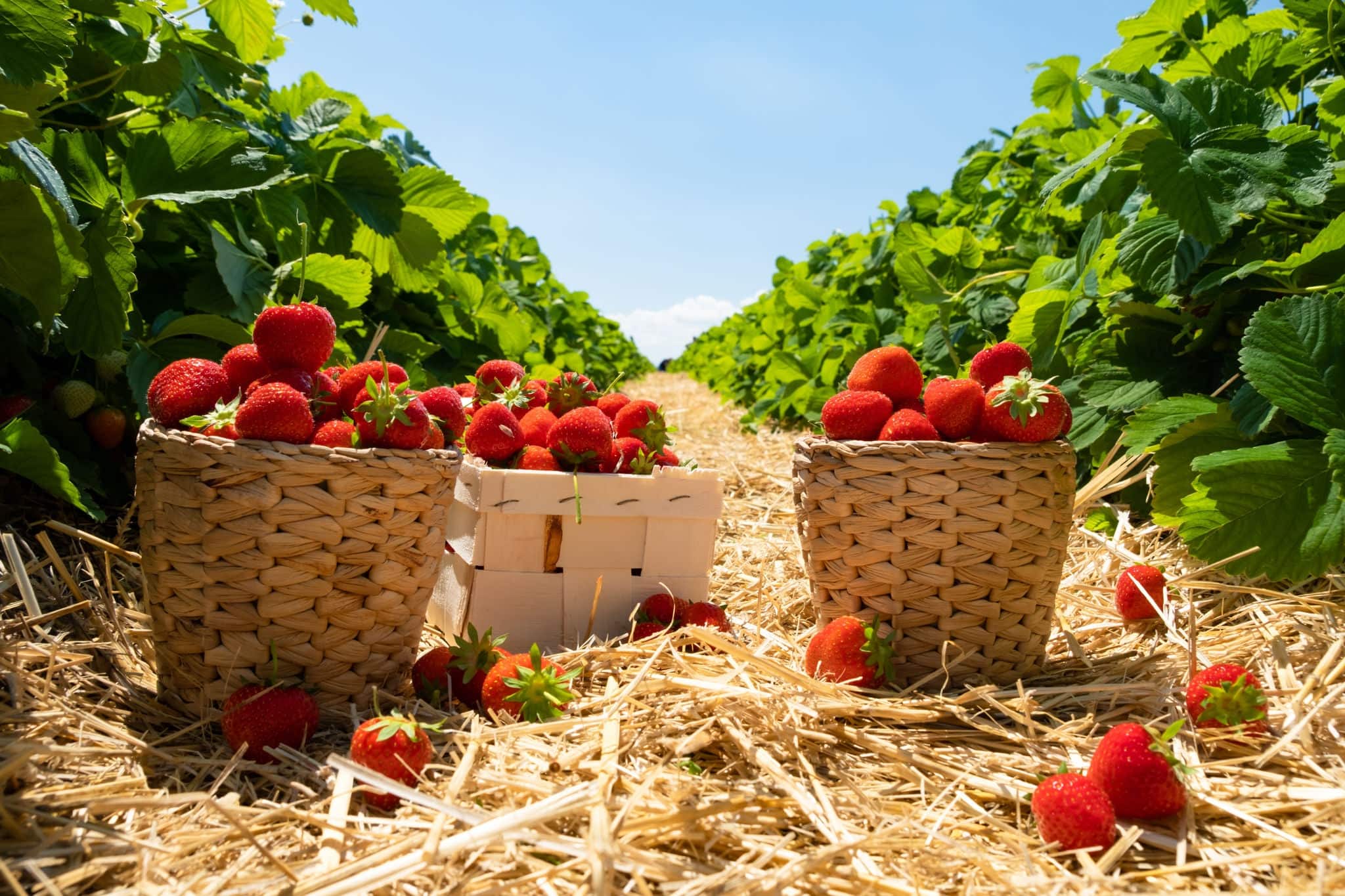 Strawberry field on fruit farm. Fresh ripe organic strawberry