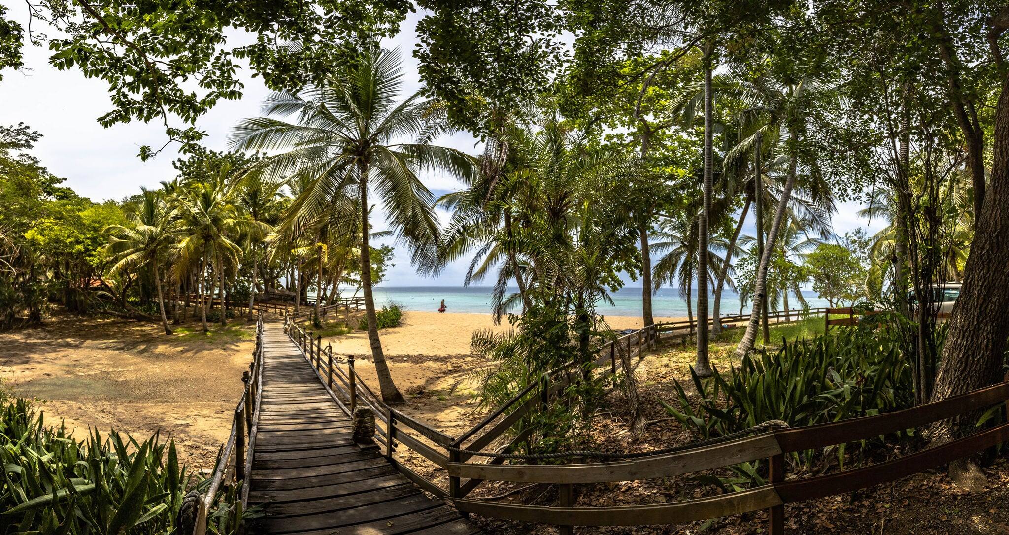 Palmeras a lo largo de la costa.