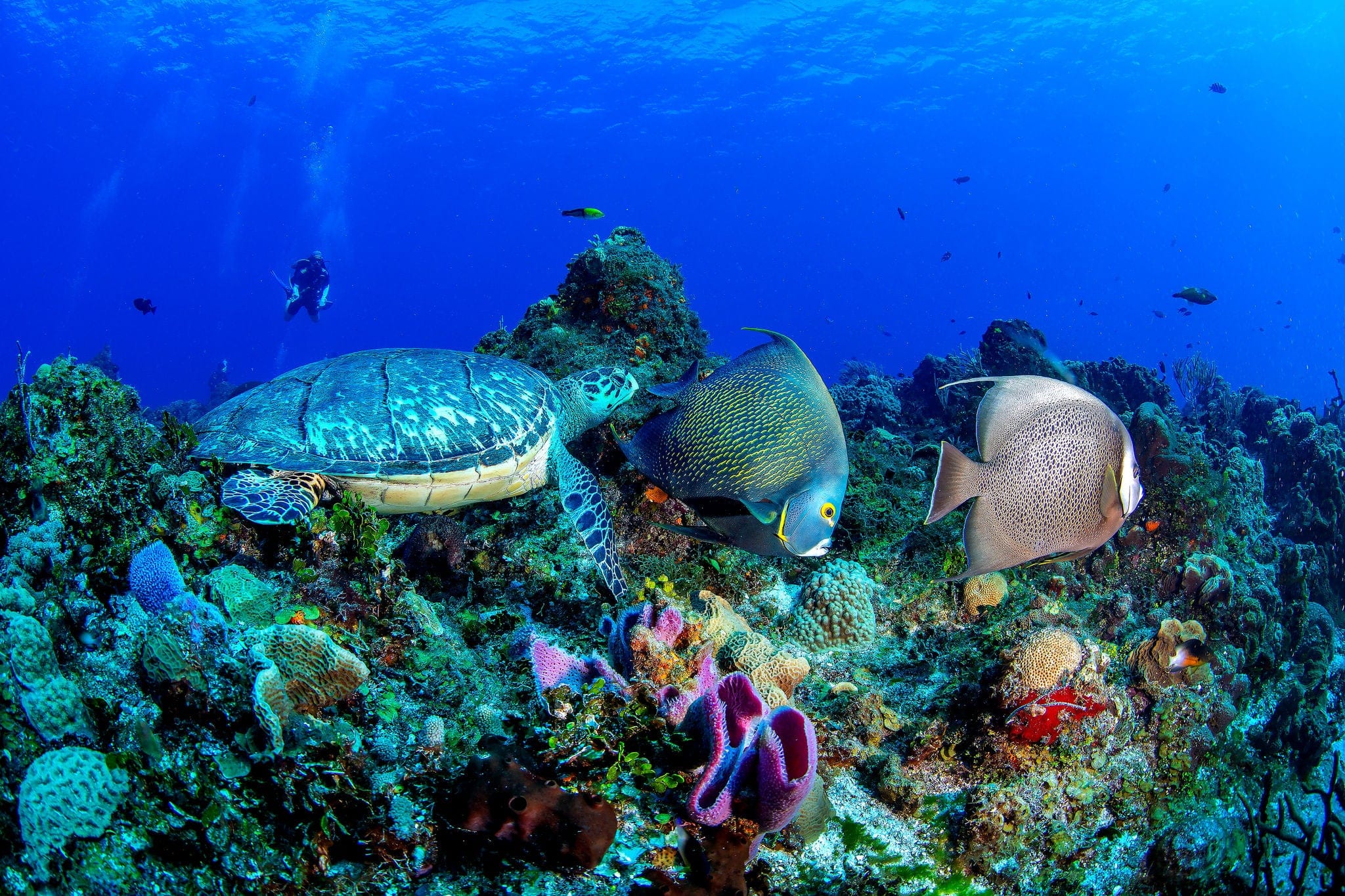 Turtle with angelfishes in Cozumel, Mexico