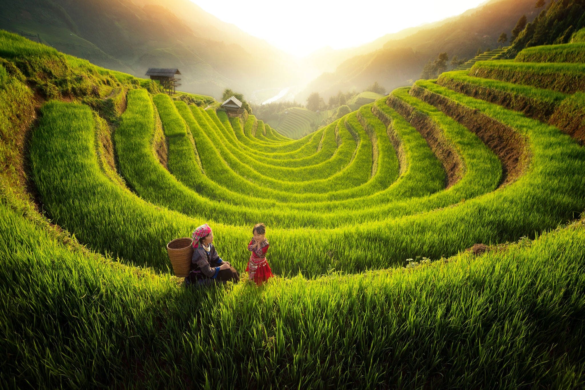 Farmer in Mu cang chai village walking on the mountain and golden rice terraces at Mucangchai town near Sapa city, north of Vietnam