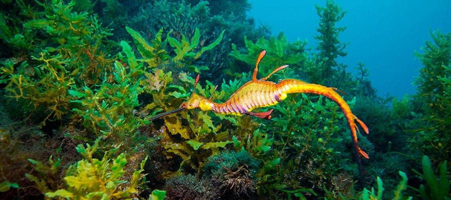 caballito de mar