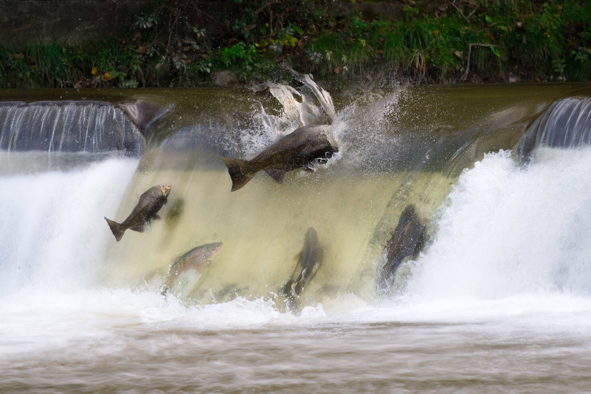 Salmon run in October
