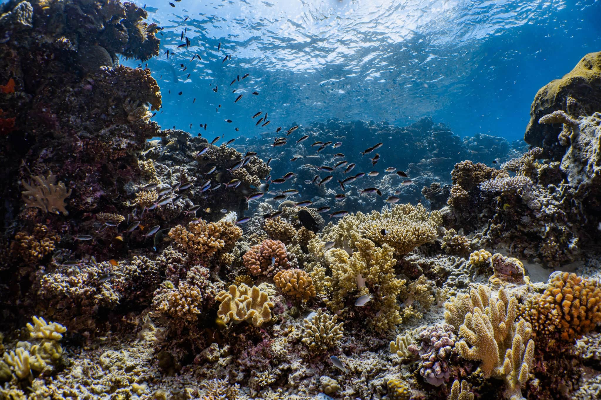 Scuba Diving with Various types of Coral Reef, Reef Fish, Sea Turtle, Jellyfish and Crystal Clear water in Great Barrier Reef, Cairns, Port Douglas, Queensland, Australia.