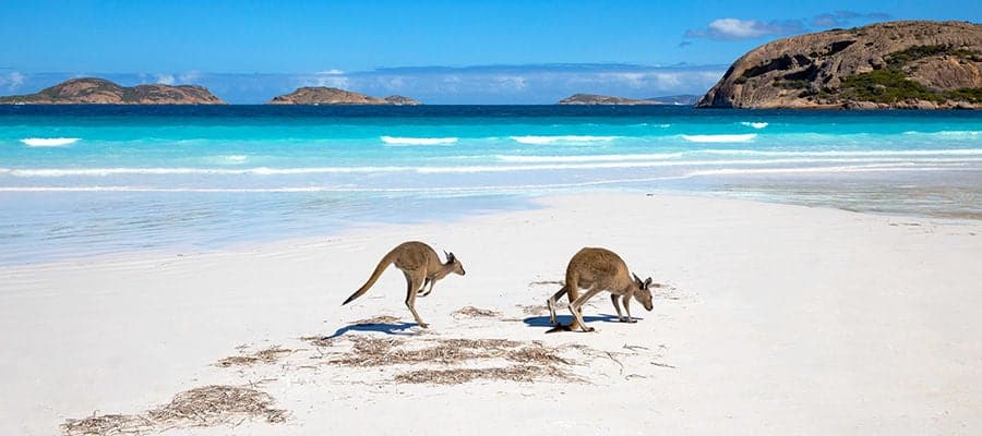 canguros en la playa